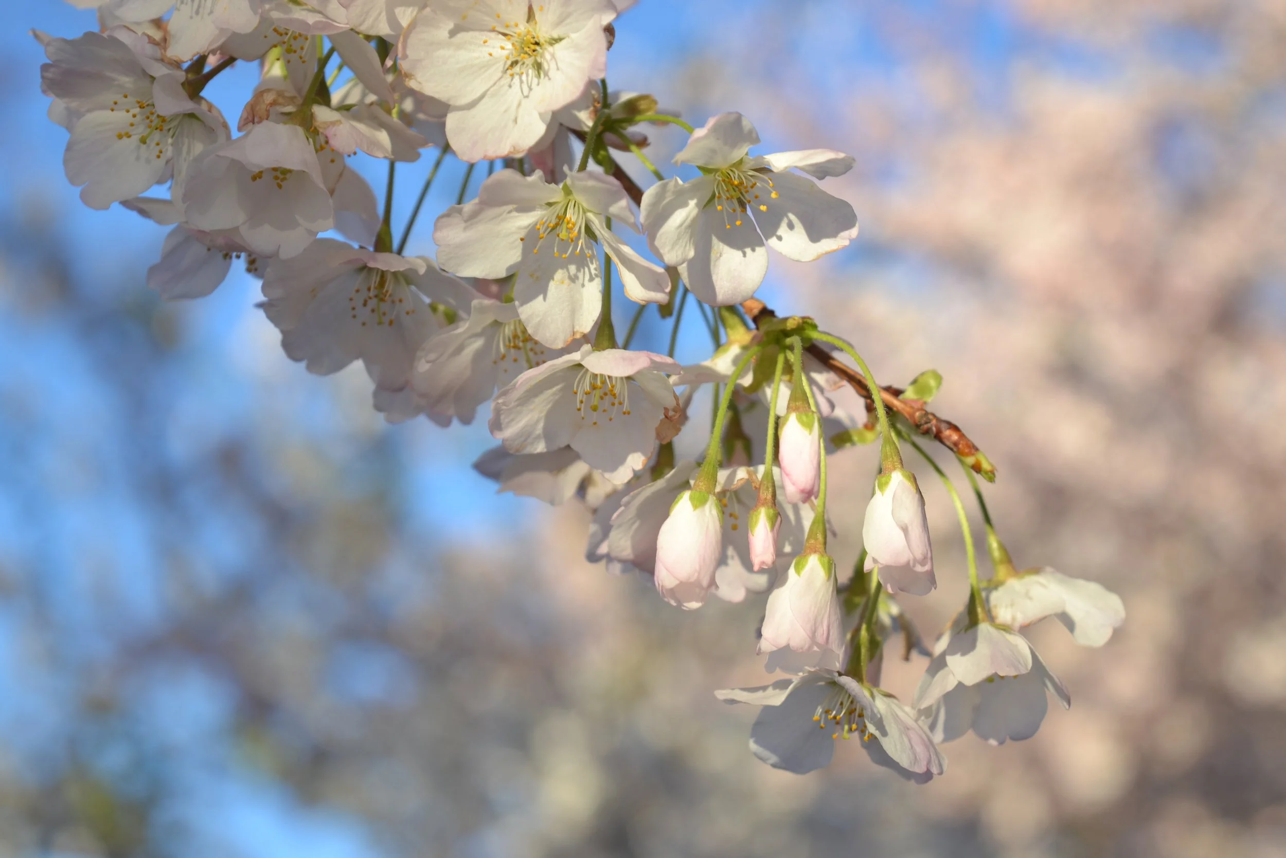 Cherry Blossoms, DC