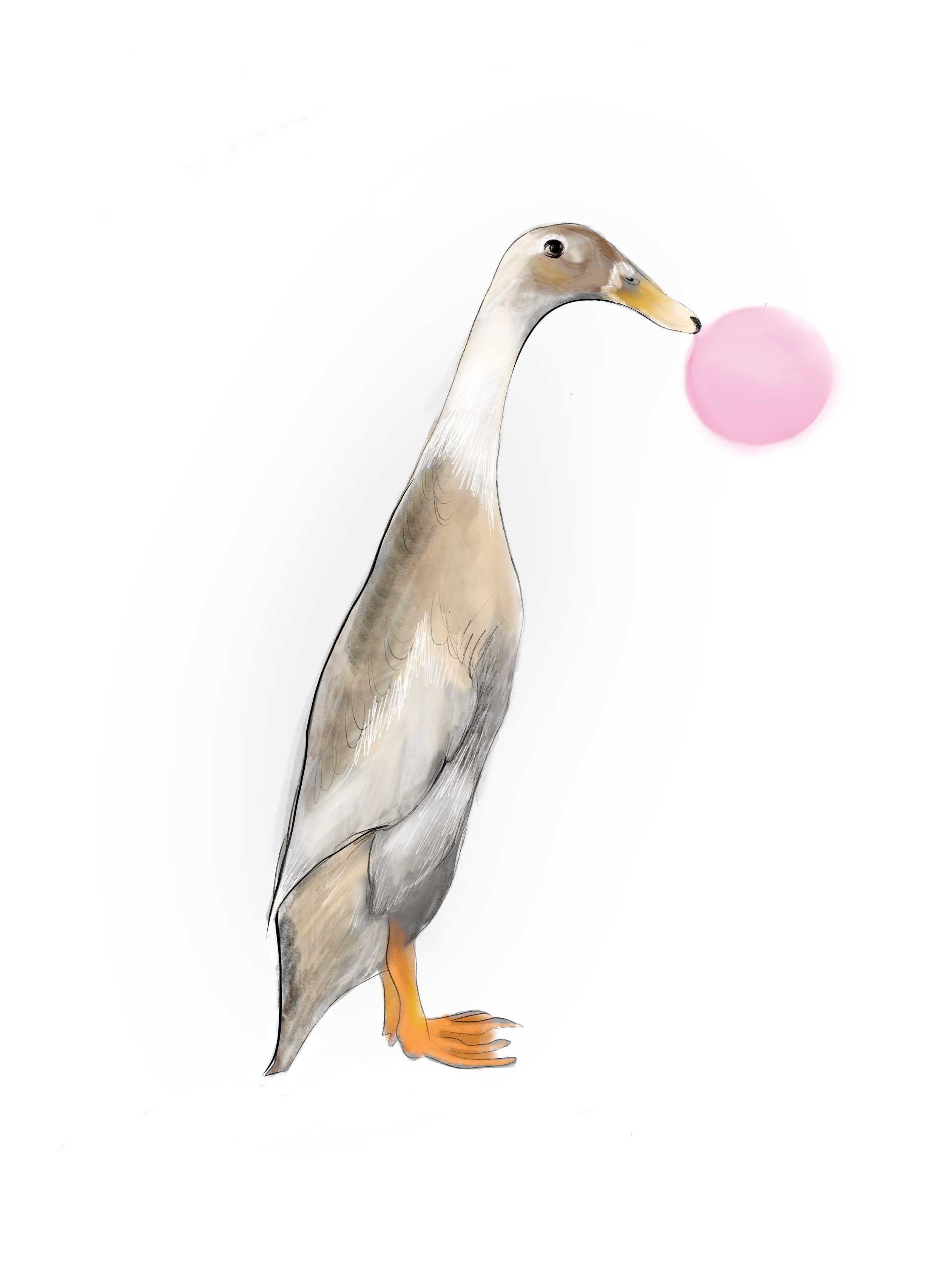 Hand-drawn illustration of a duck standing upright, with a pink bubble near its beak.