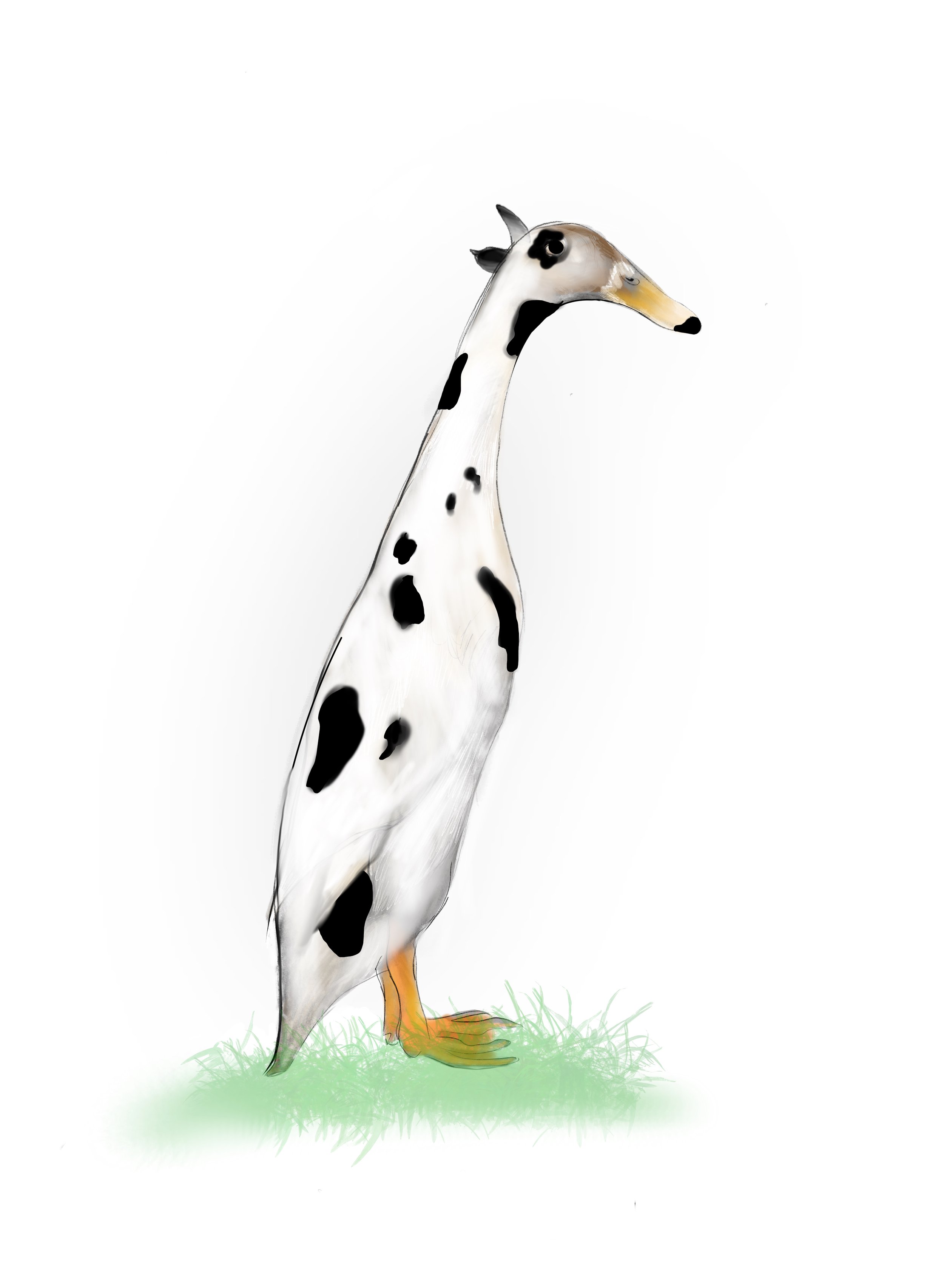 Drawing of a standing duck with black and white spots on its body, orange webbed feet, and a long neck, on a patch of green grass against a white background.
