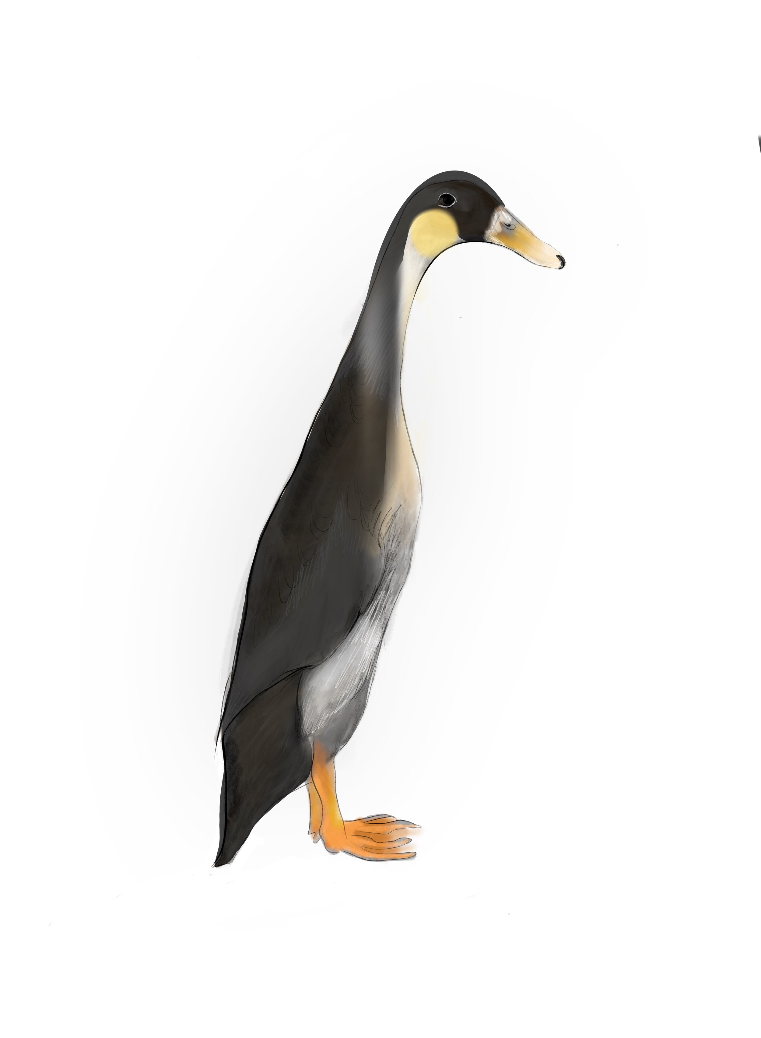 Illustration of a penguin standing on a white background.