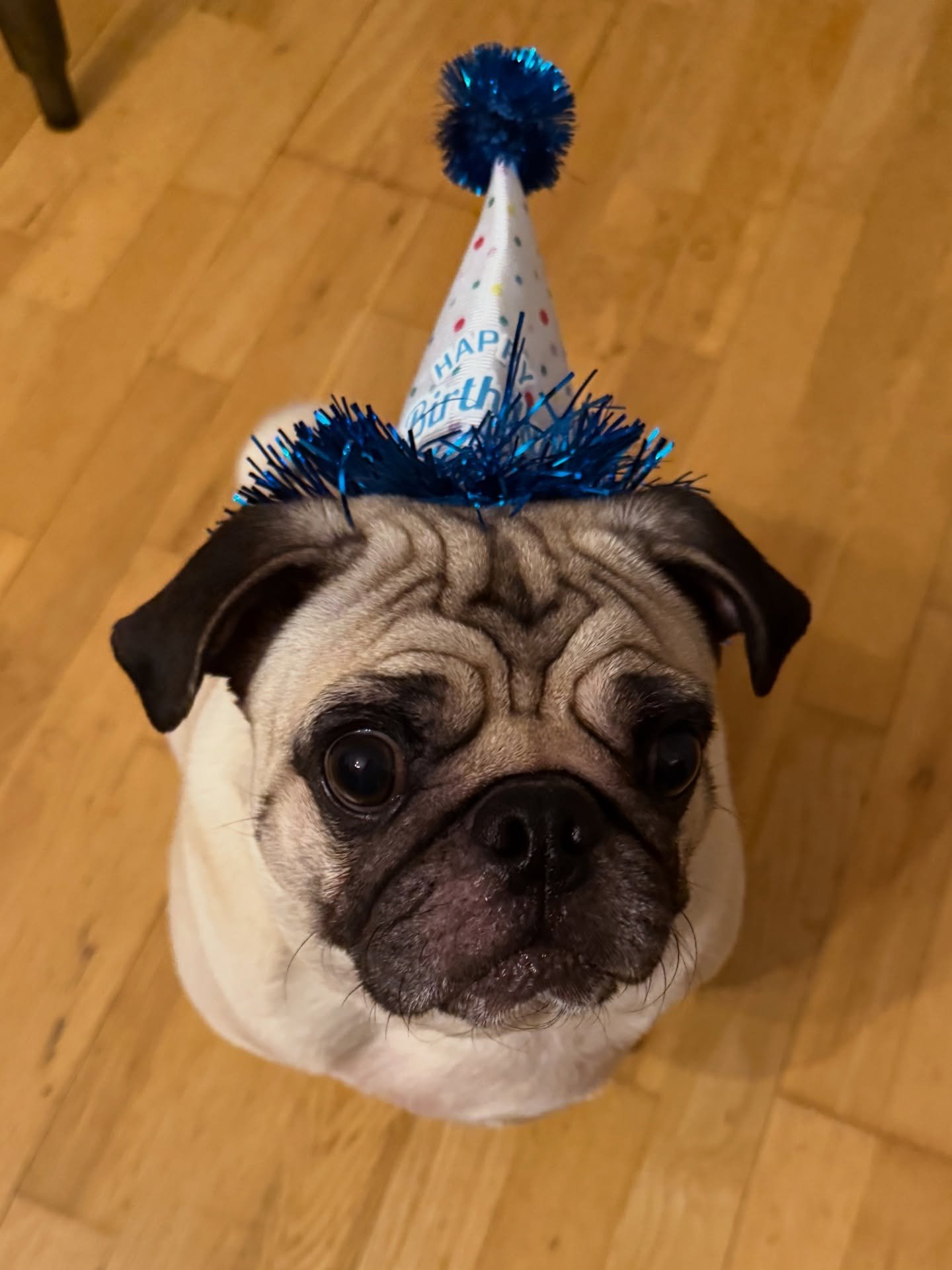 Louie is 3 🎊🎉🎁