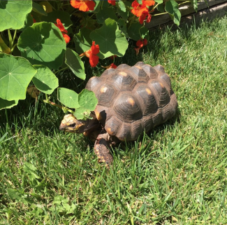 Petunia