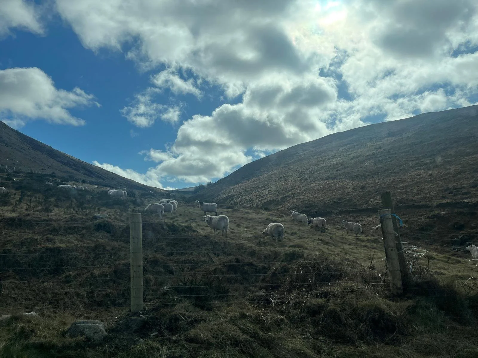 A usual sight while driving the roads here