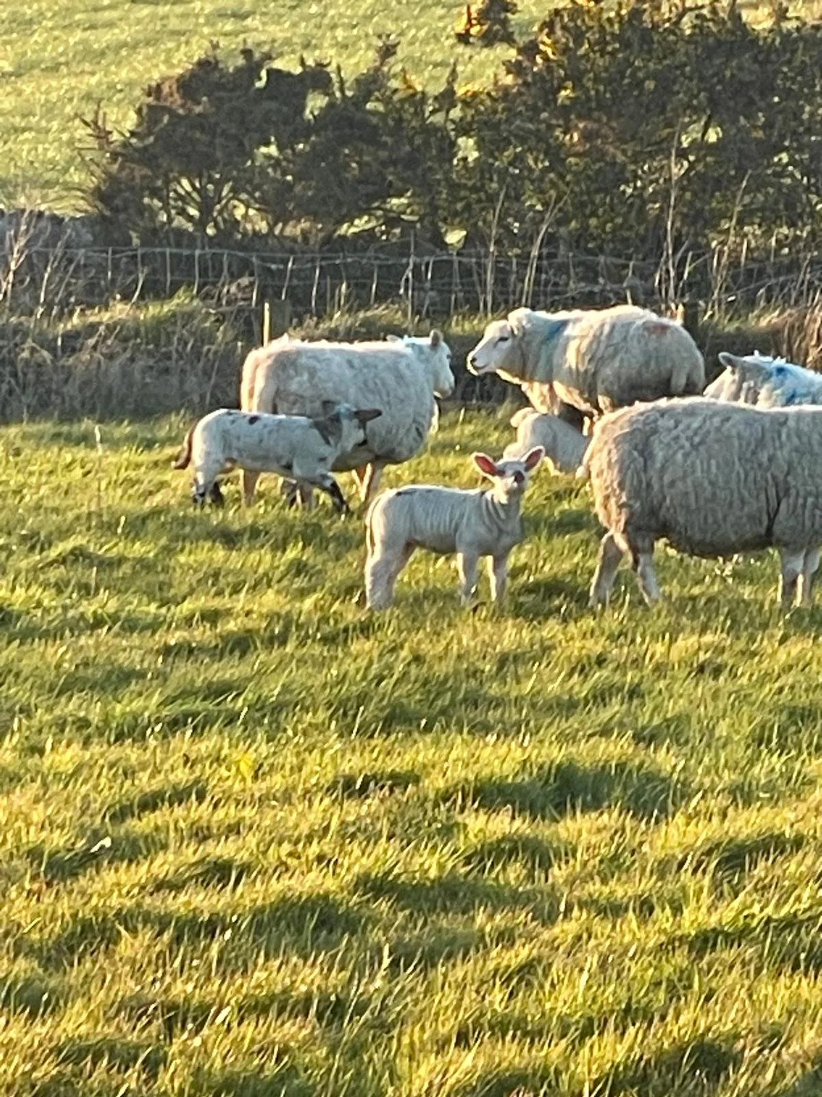 Lambies behind our house!