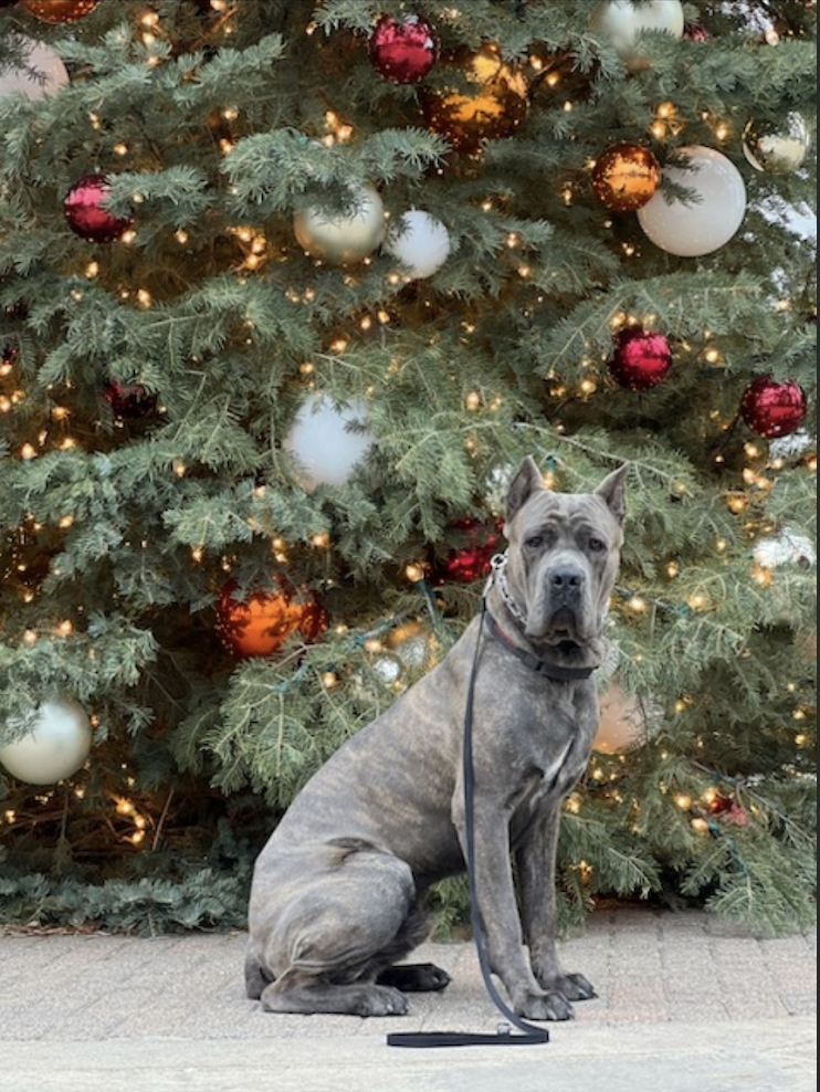 Screenshot 2025-01-08 at 2.20.29 AM.png