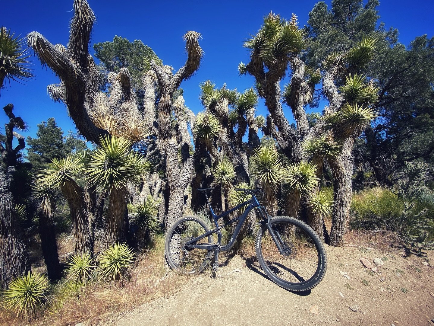 Rode deep into the quiet beauty of Lone Valley near Big Bear. Just me, the gravel, and miles of wide-open stillness. 🌲🚴&zwj;♂️ 

The perfect reset button. 

#CaliDomestique #GravelRide #BigBearCycling #LoneValleyVibes #CyclingAdventure #RideWild