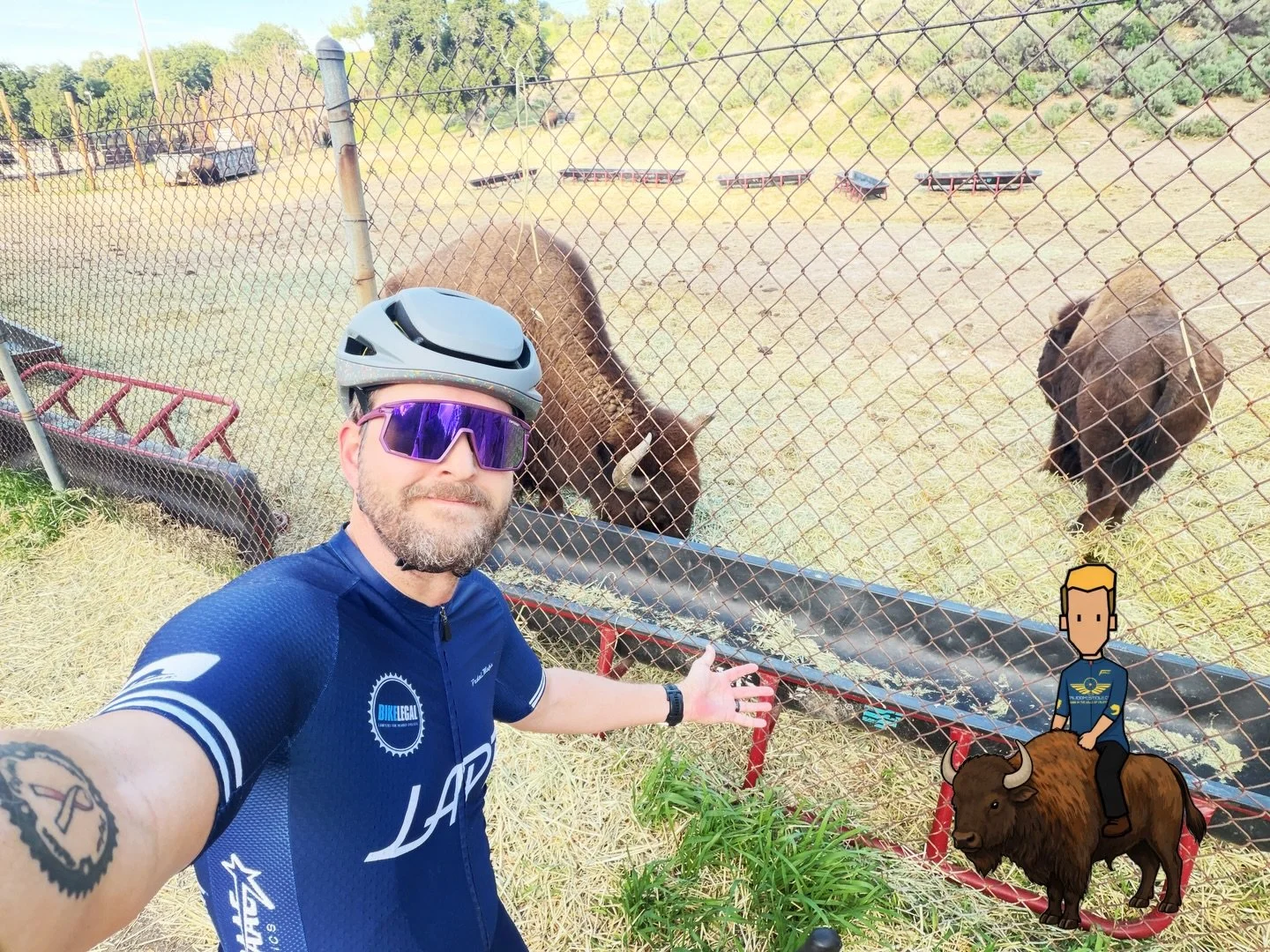 The buffalo at William S. Hart Park aren&rsquo;t just animals, they&rsquo;re living pieces of Santa Clarita history. 🦬
The original herd was donated by Walt Disney, tying Hollywood&rsquo;s golden age directly to this patch of land.
A quiet reminder 