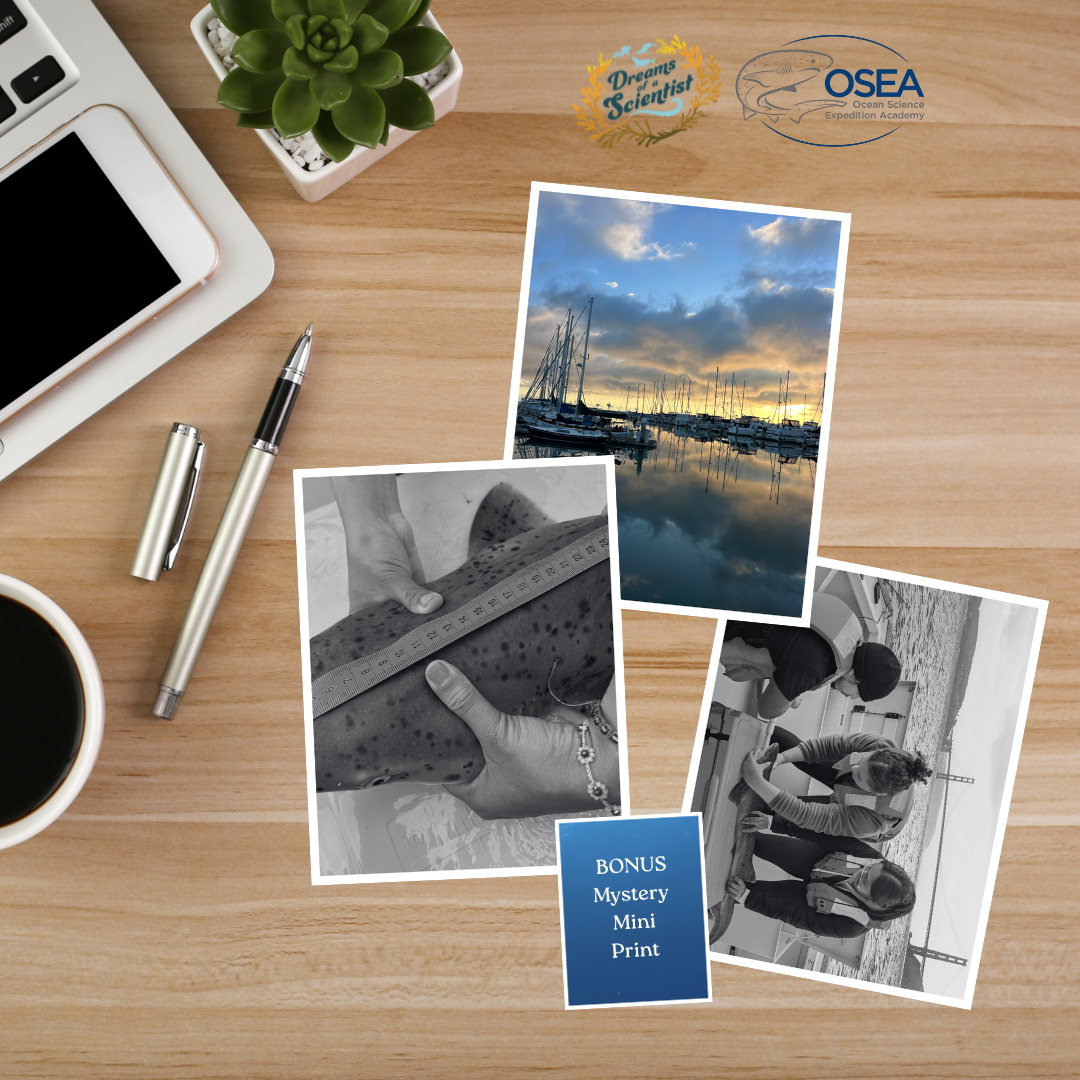 Untitled design (6).png