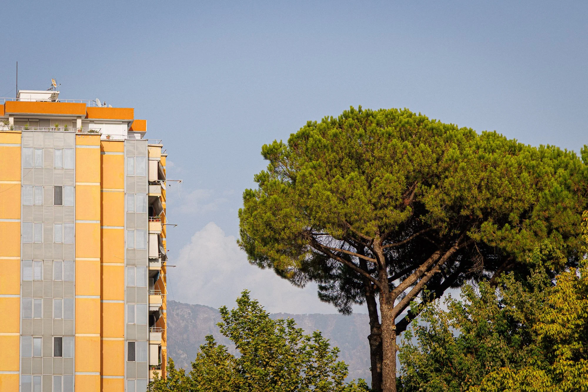 albania-tirana-tree-building.jpg