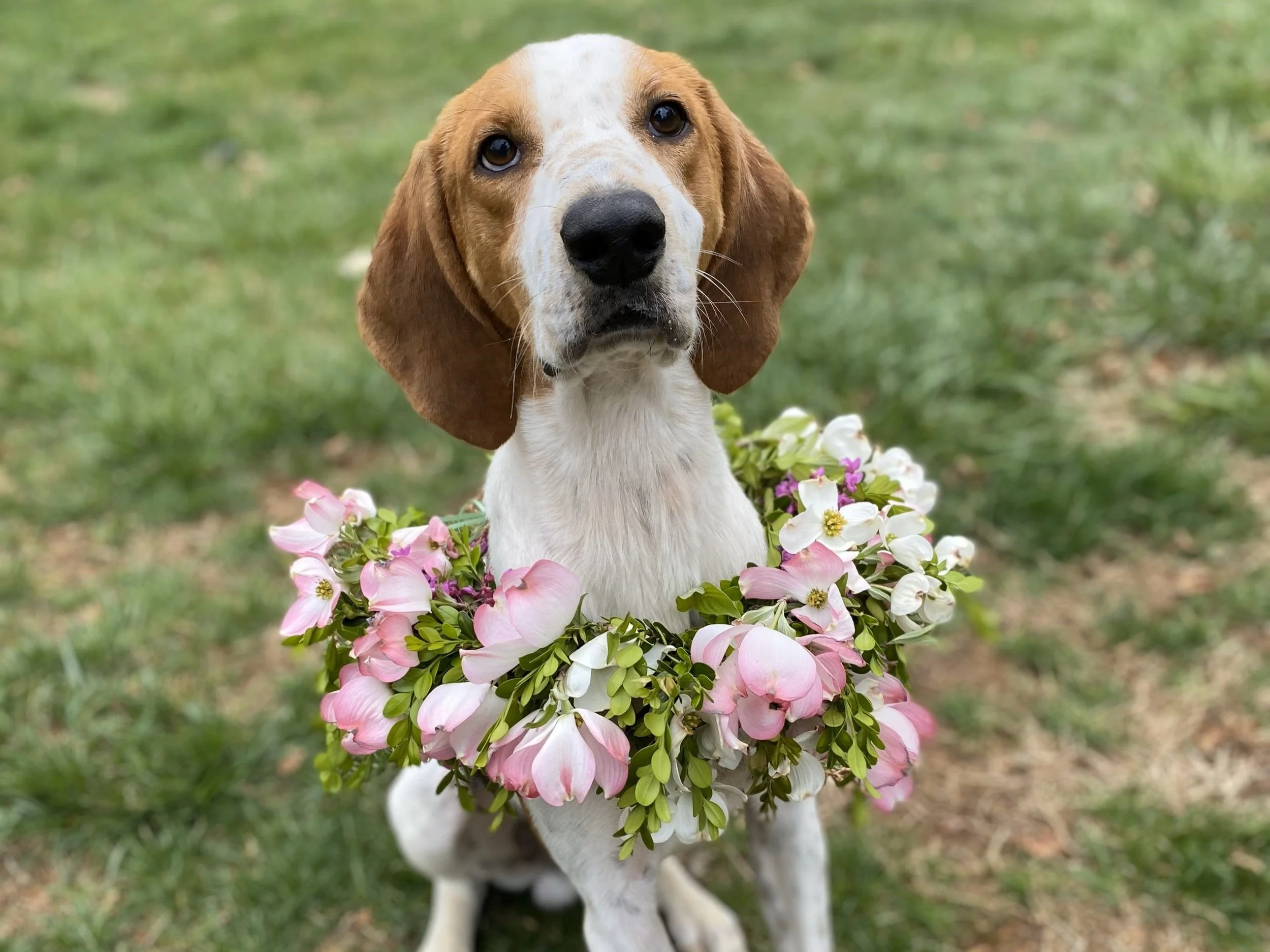 Albemarle Ciderworks Annual Cider Blossom Festival 2025