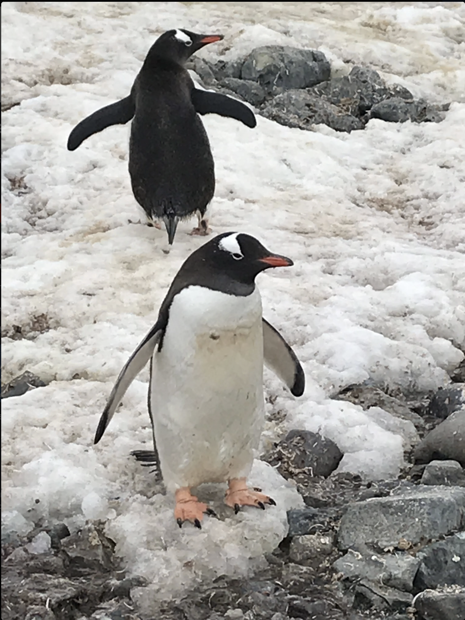 Insurance in your Senior Years 