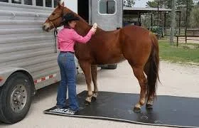 Portable Stall Mats for Horse