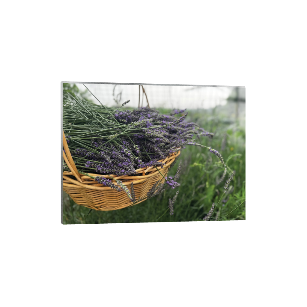 Hilltop Lavender Harvest — Fine Art Photography Print