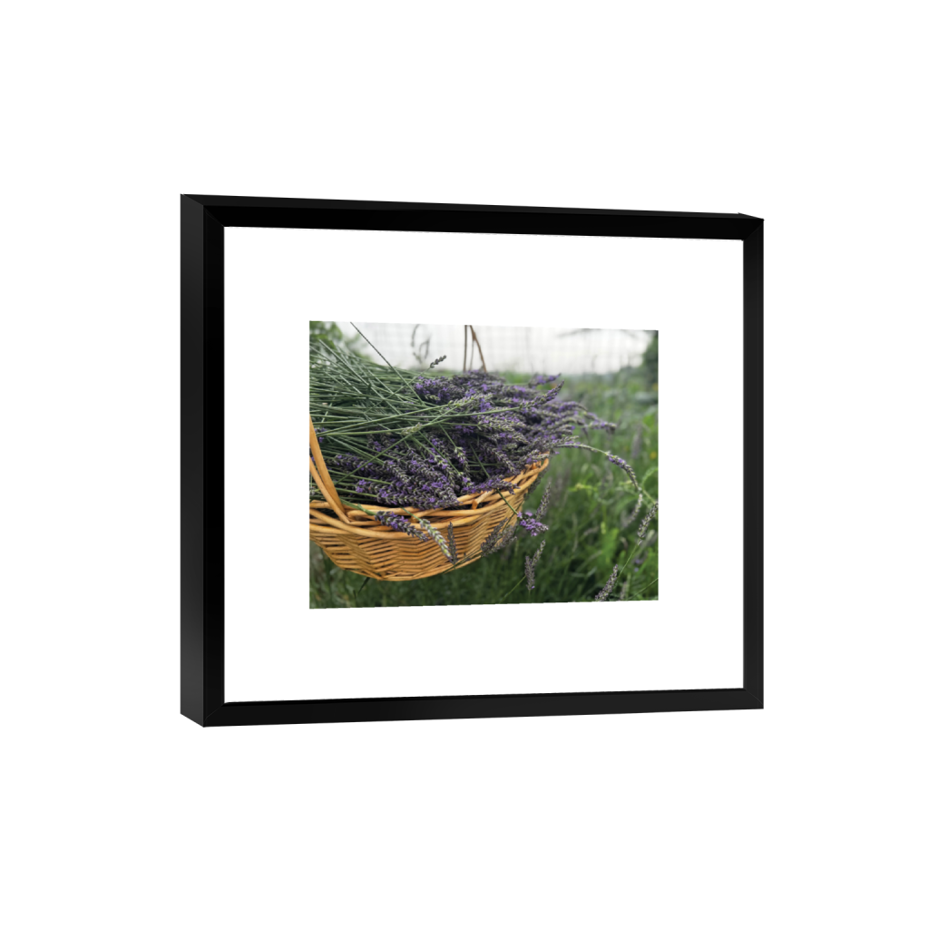 Hilltop Lavender Harvest — Fine Art Photography Print