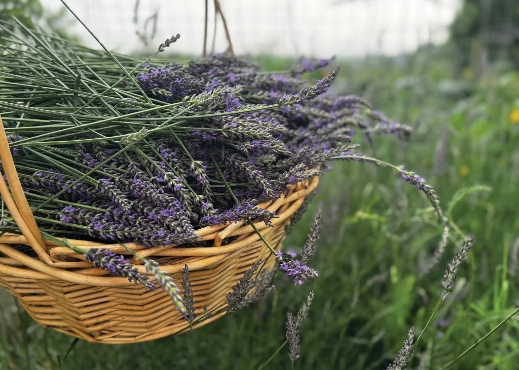 Hilltop Lavender Harvest — Fine Art Photography Print