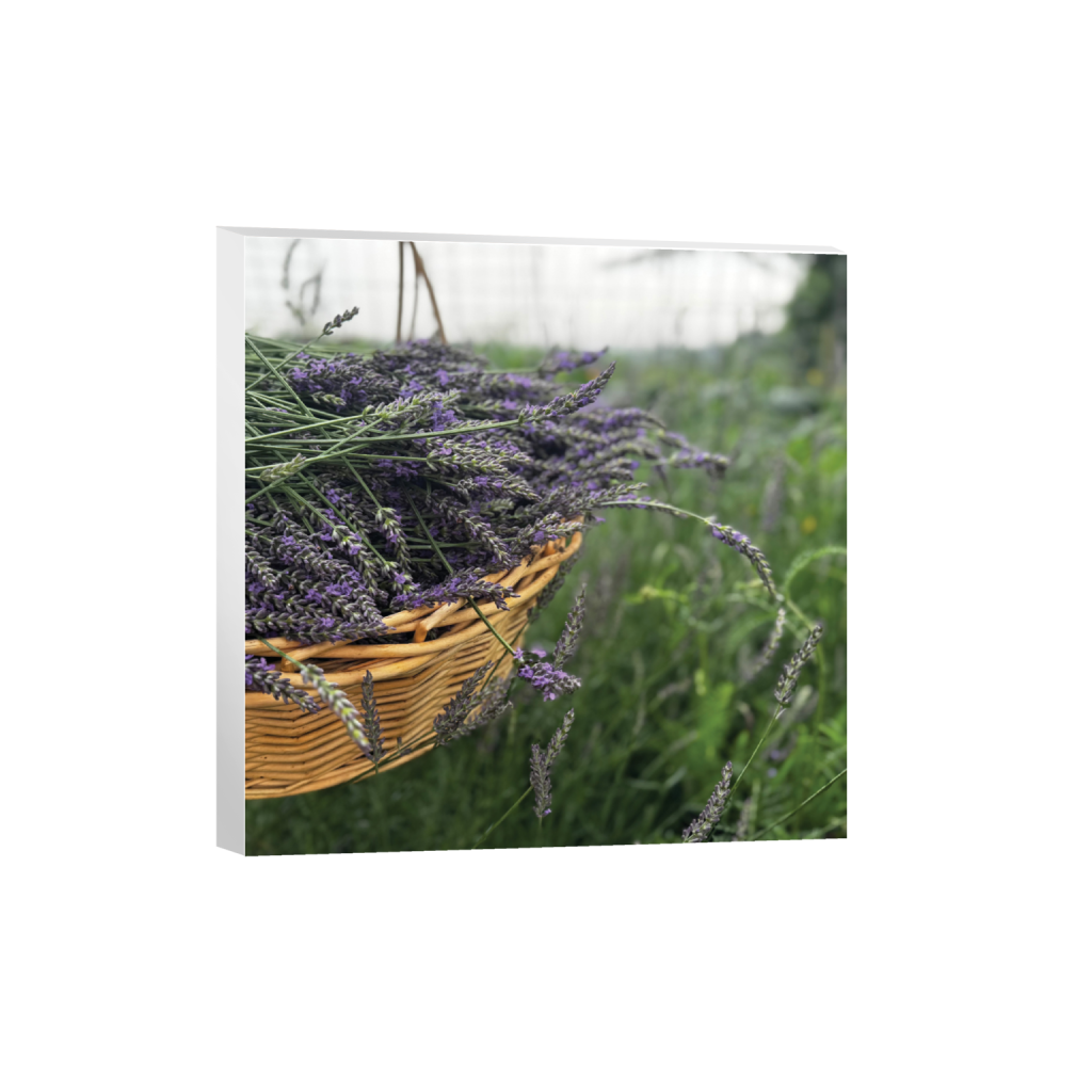 Hilltop Lavender Harvest — Fine Art Photography Print