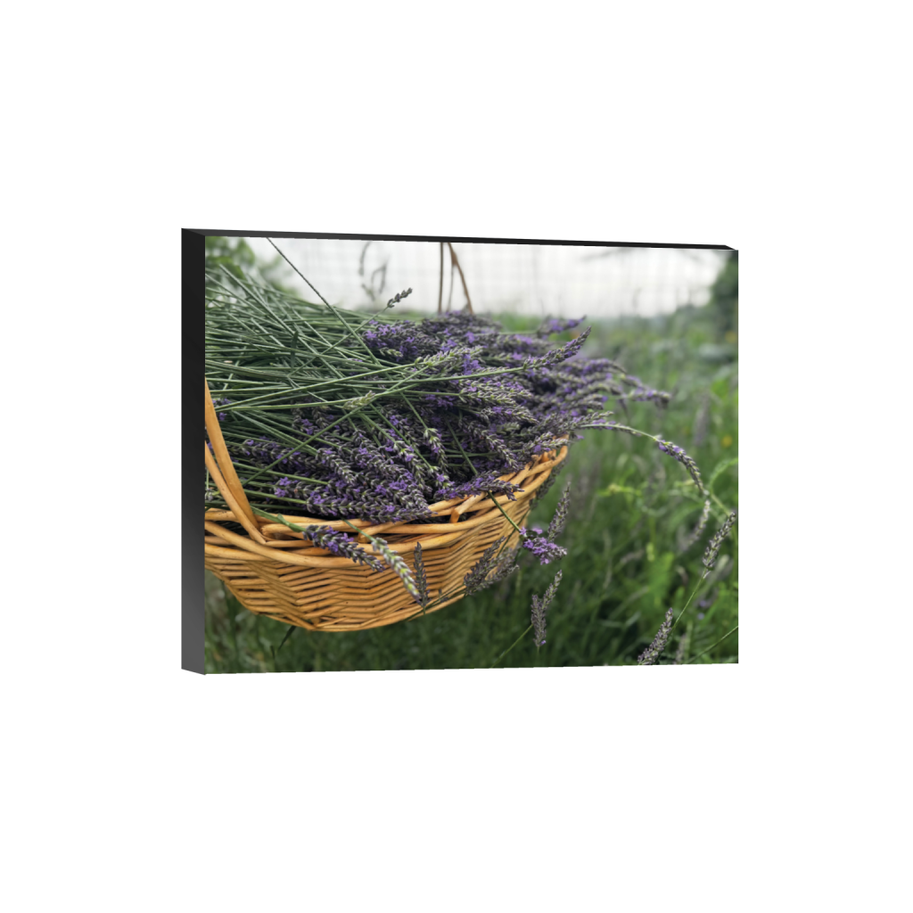 Hilltop Lavender Harvest — Fine Art Photography Print