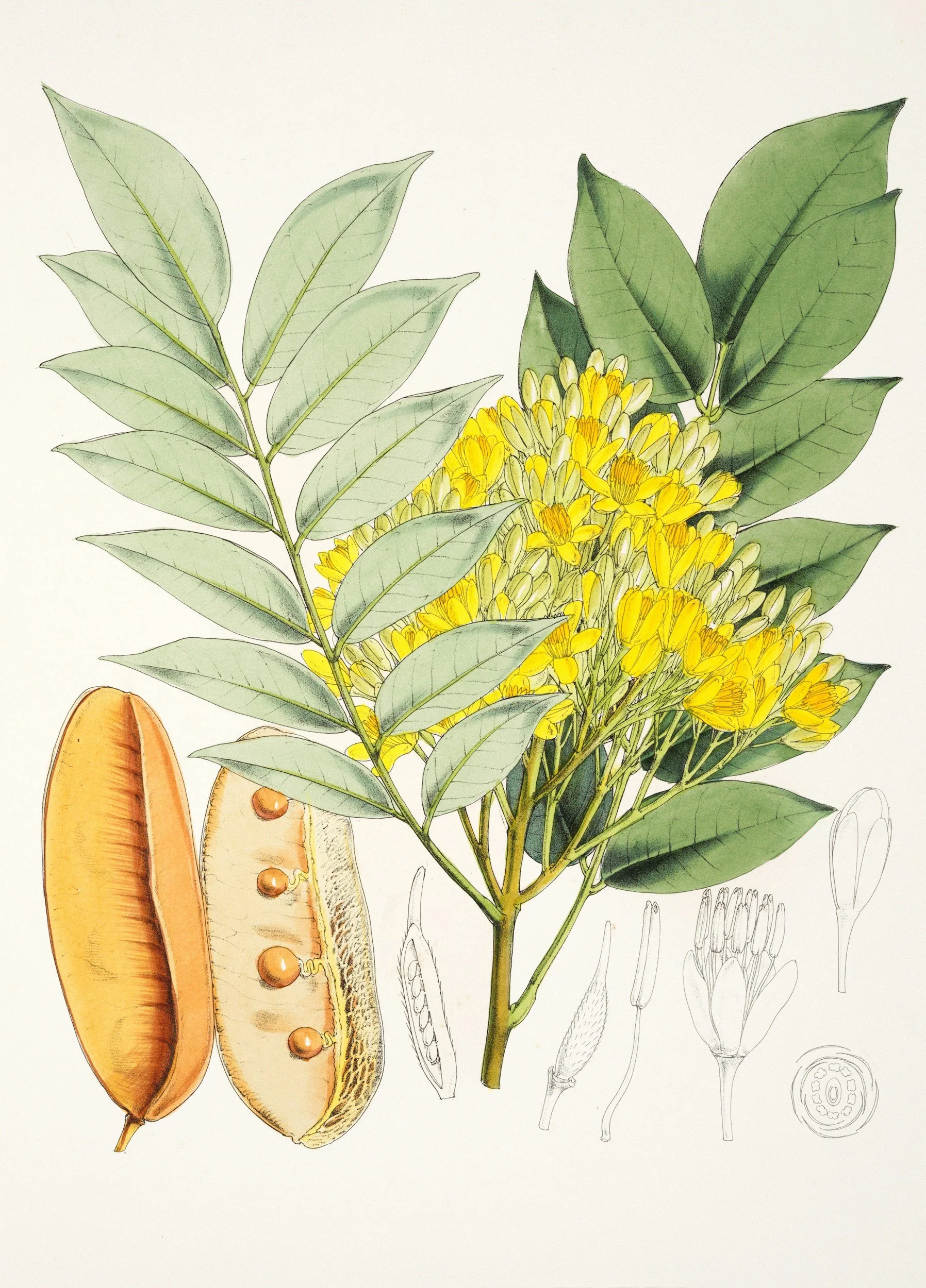 How Botanical Studies Begin