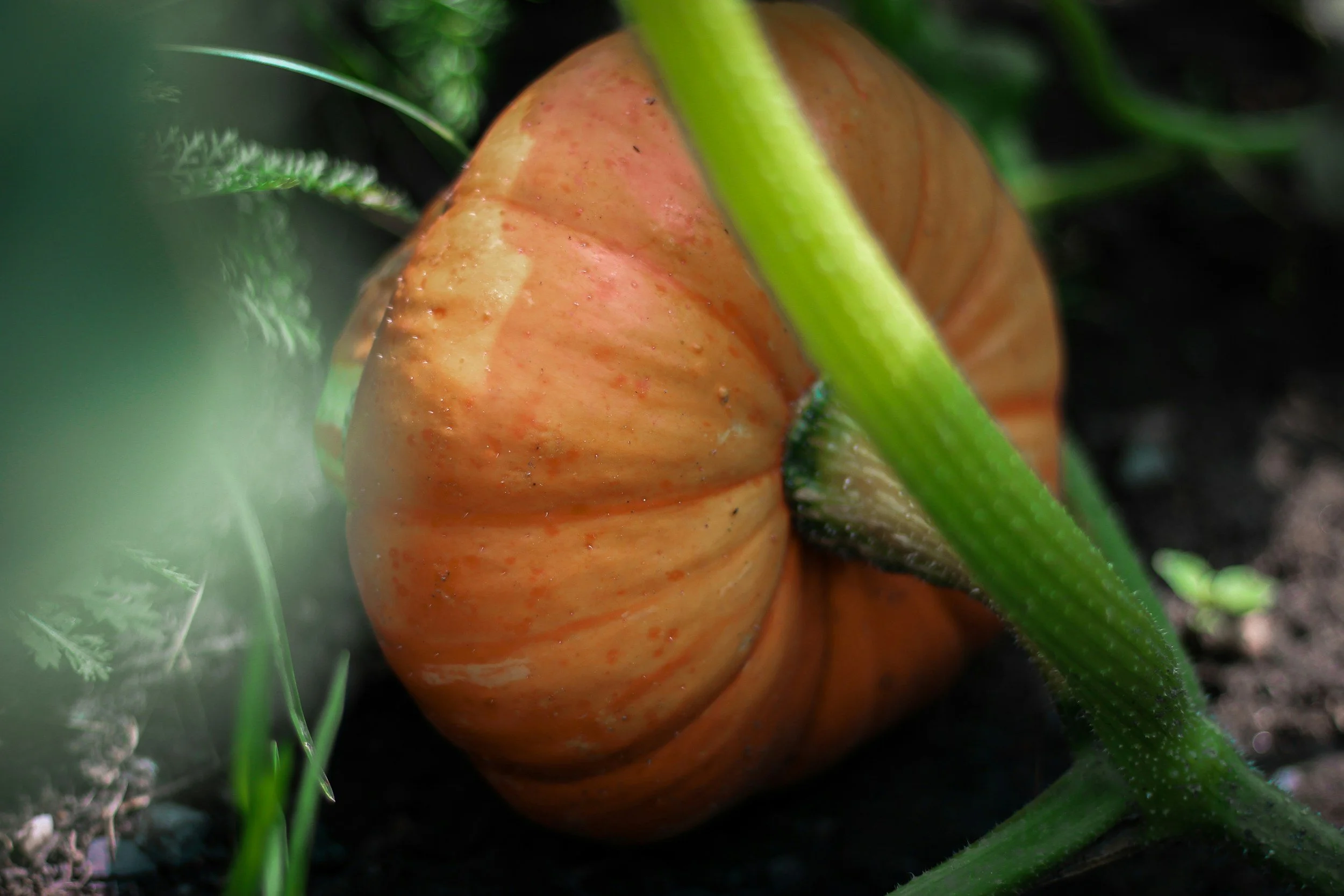 The September Garden: What to Harvest, Preserve &amp; Plant Now in Kentucky