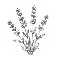 A black and white sketch of a bunch of lavender flowers with leaves.