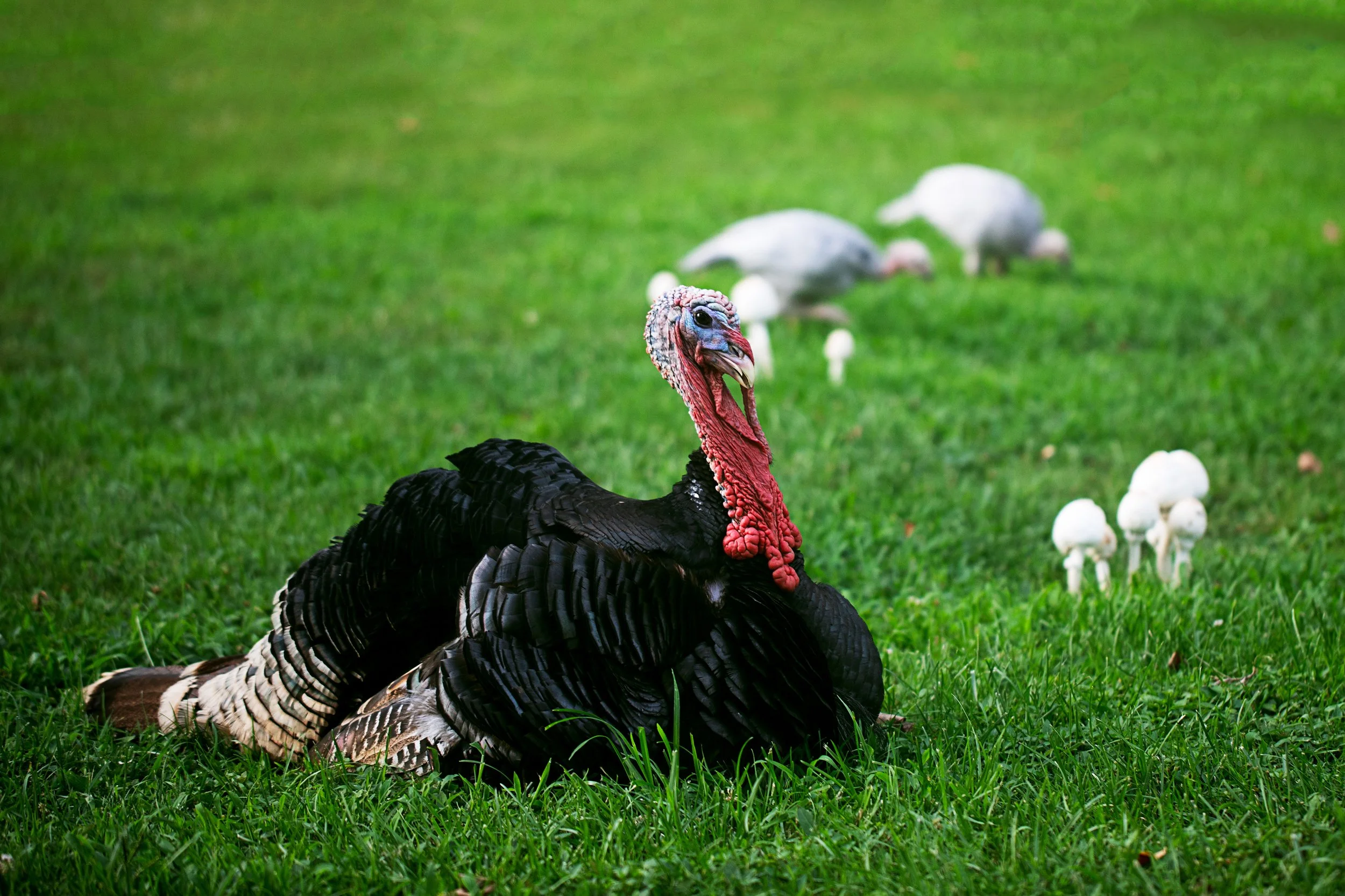 Reggie_Baby-Turkeys_Mushrooms.jpg
