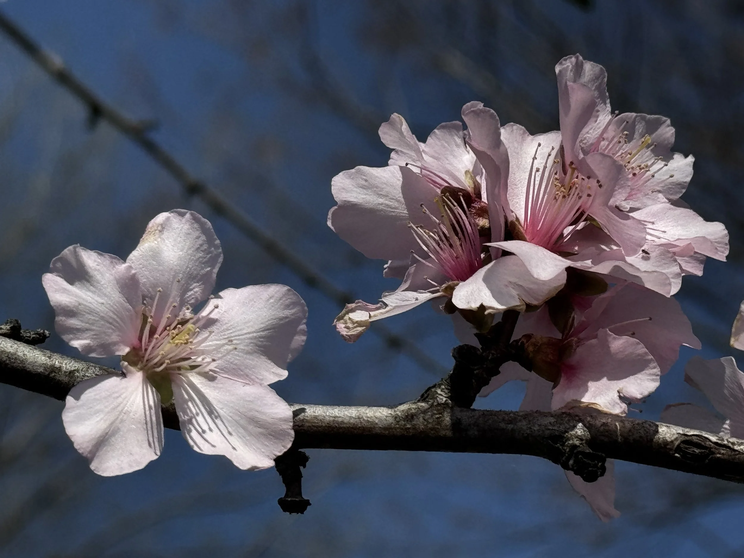 Peach Blossoms &amp; Spring Tea