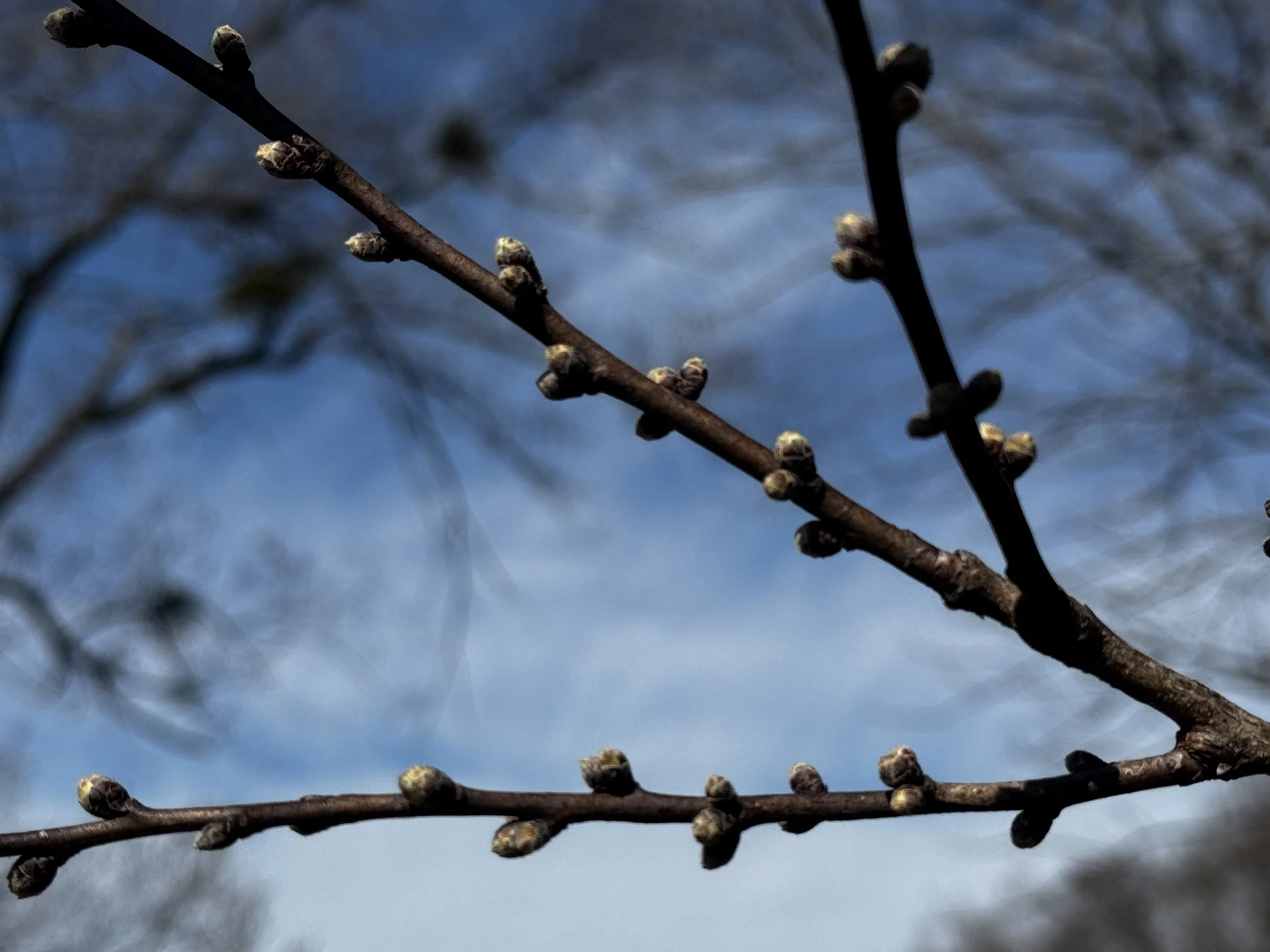 The Orchard and the Coming Spring