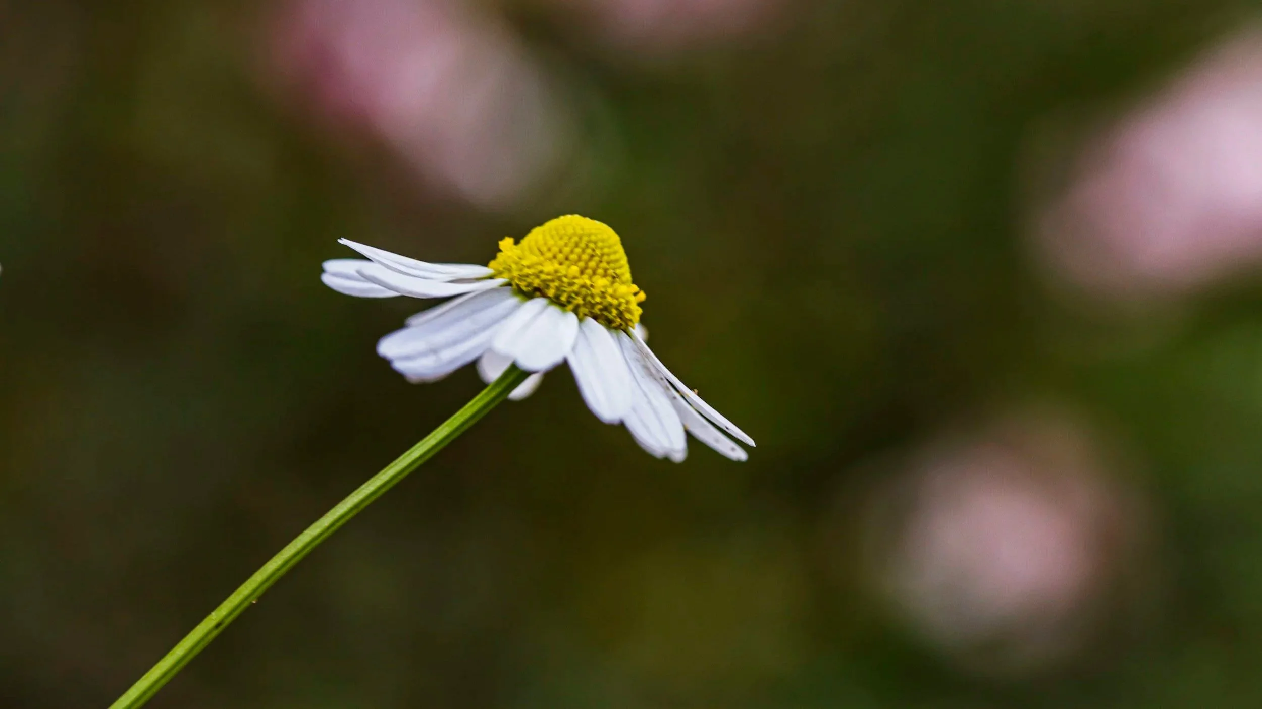 Meet Chamomile: The Flower That Starts the Ritual