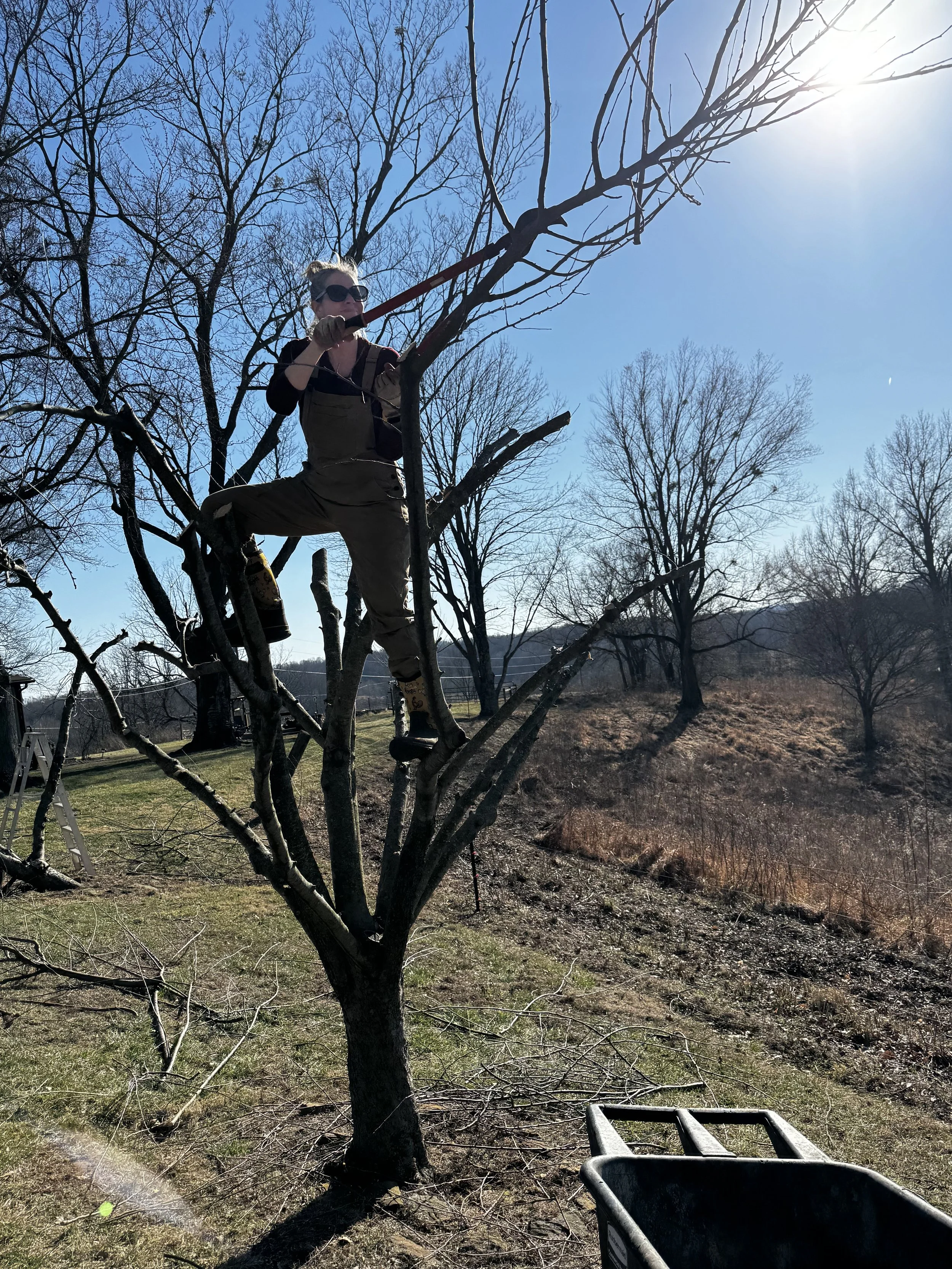 Pruning Fruit Trees in Late Winter