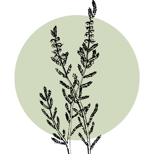 Hilltop-Botanicals_SocialMedia-Profile.png