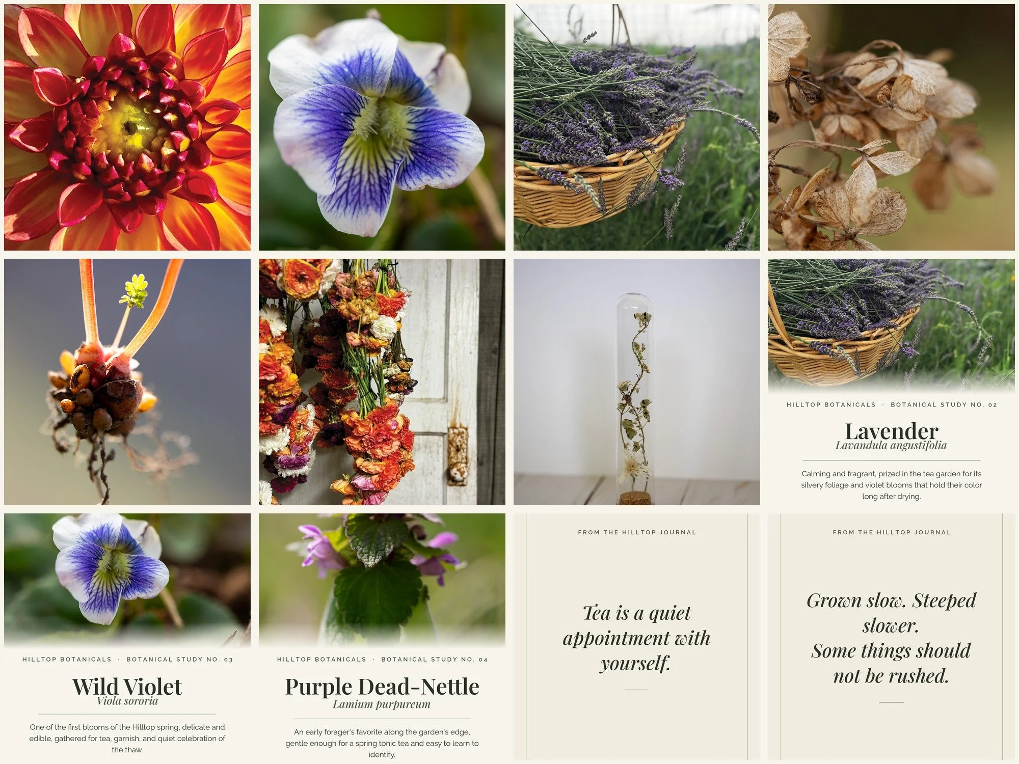 The Hilltop Botanical Printable Collection — 12 Farmhouse Wall Art, Herb ID Card & Tea Quote Prints