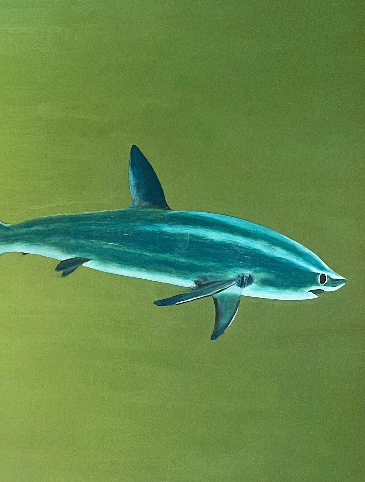 Thresher Shark - ORIGINAL