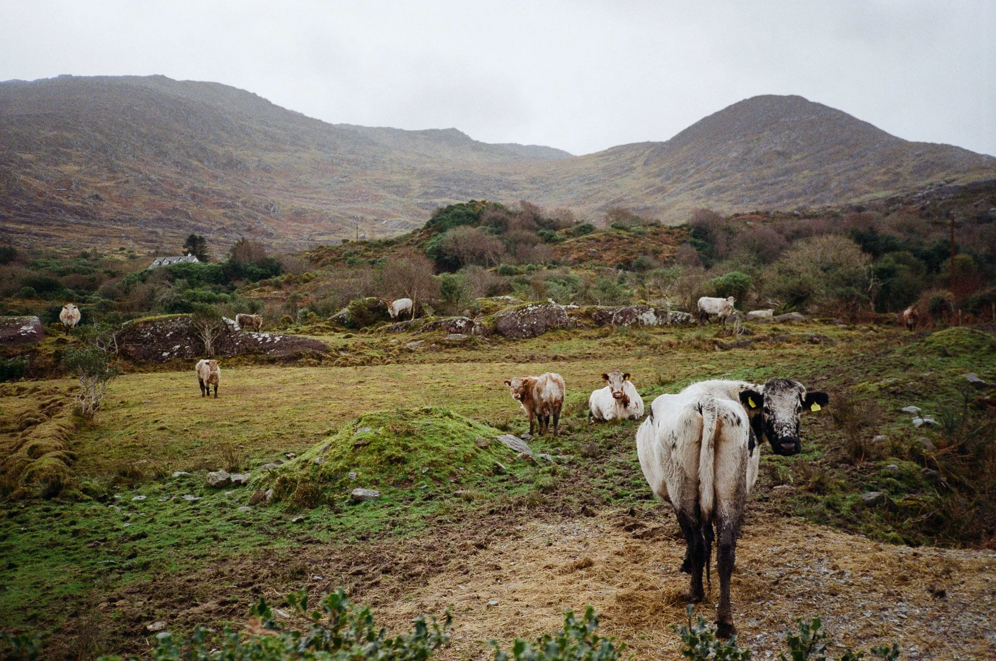 Ireland Kerry -39.jpg