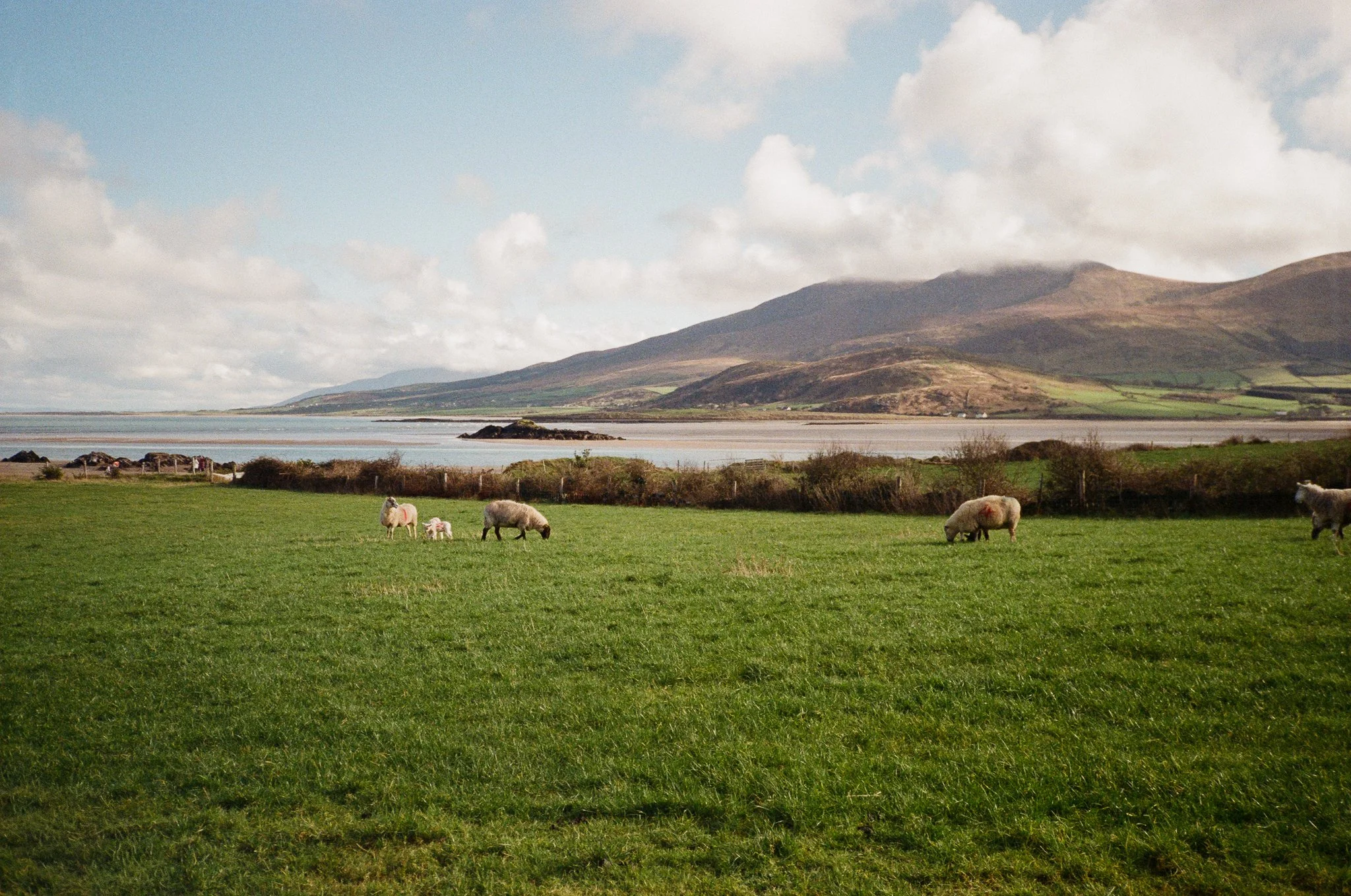 Ireland Kerry -81.jpg