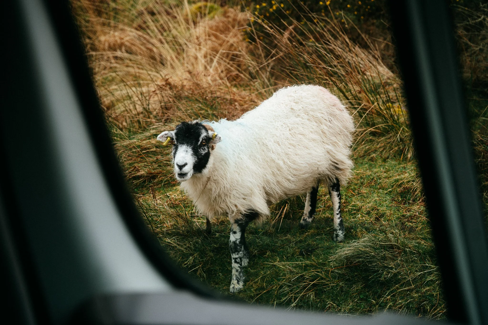 Dingle Peninsula Kerry Ireland6.JPG