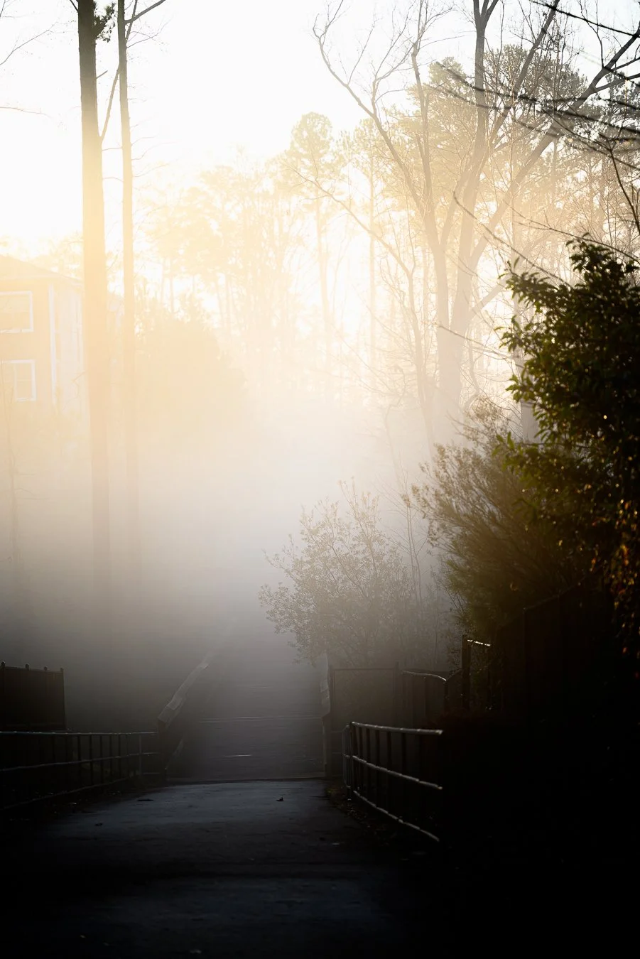 Faint sunrise over a misty pathway lined with trees and fences.