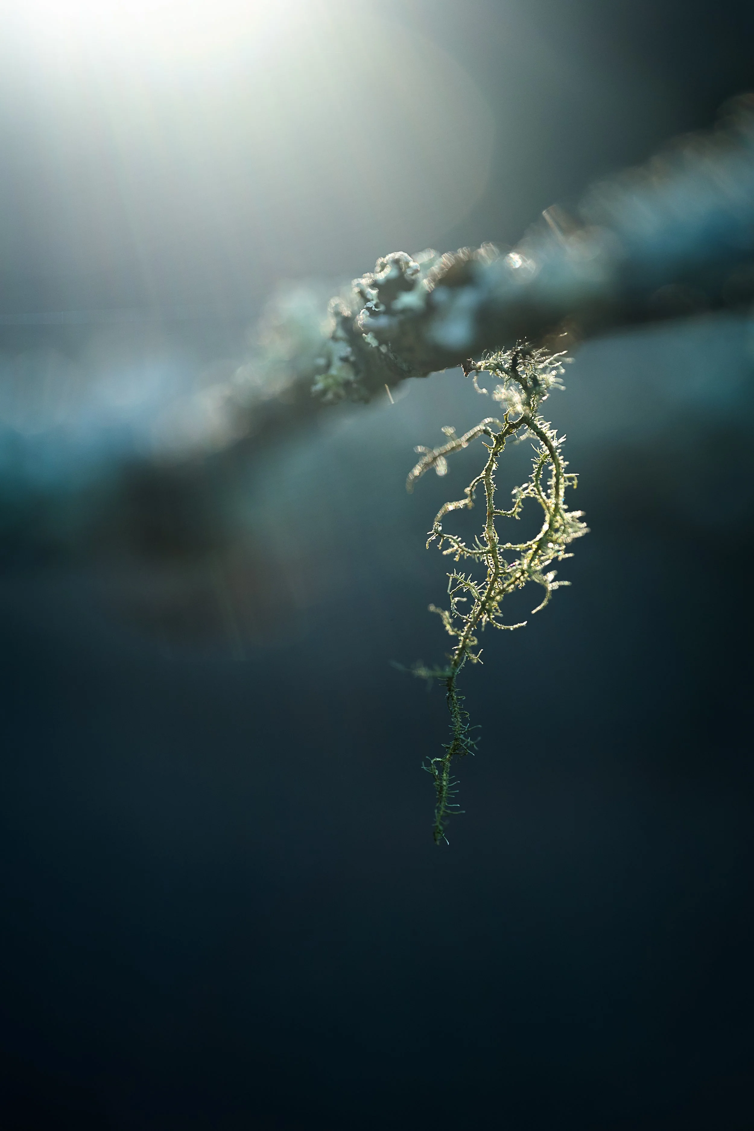 Close-up of a moss hanging from a tree branch, with sunlight streaming in from the top left corner, creating a soft, natural atmosphere.