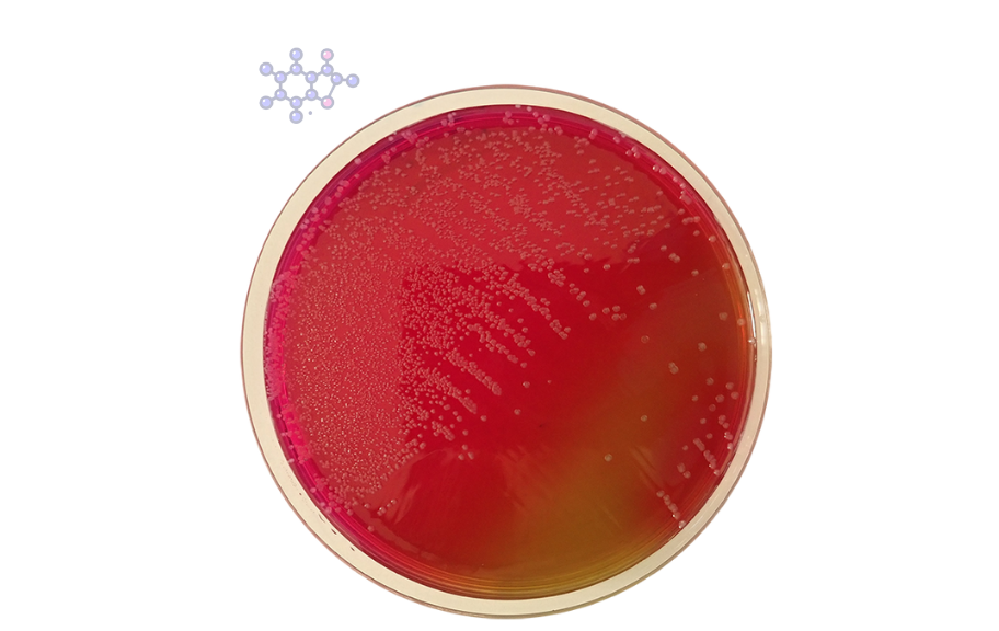 medio-cultivo-agar-verde-salmonella.jpg.png