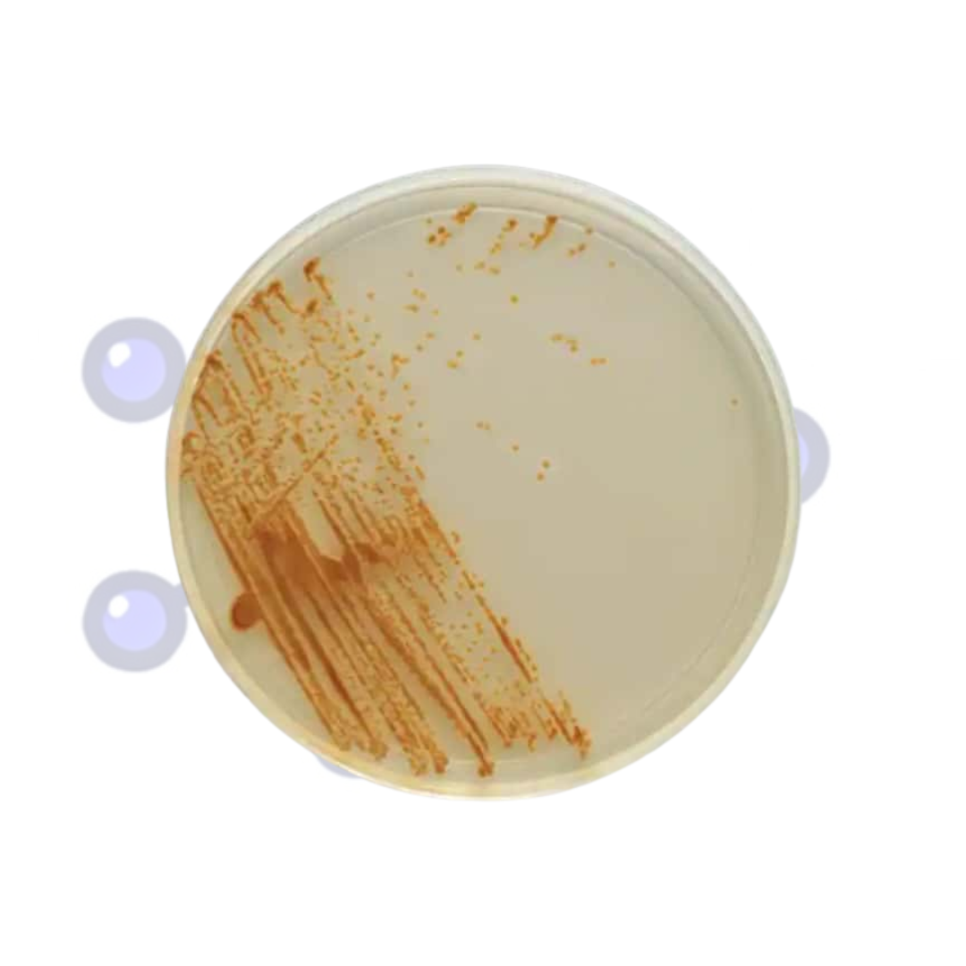 agar-biggy-microbiologia
