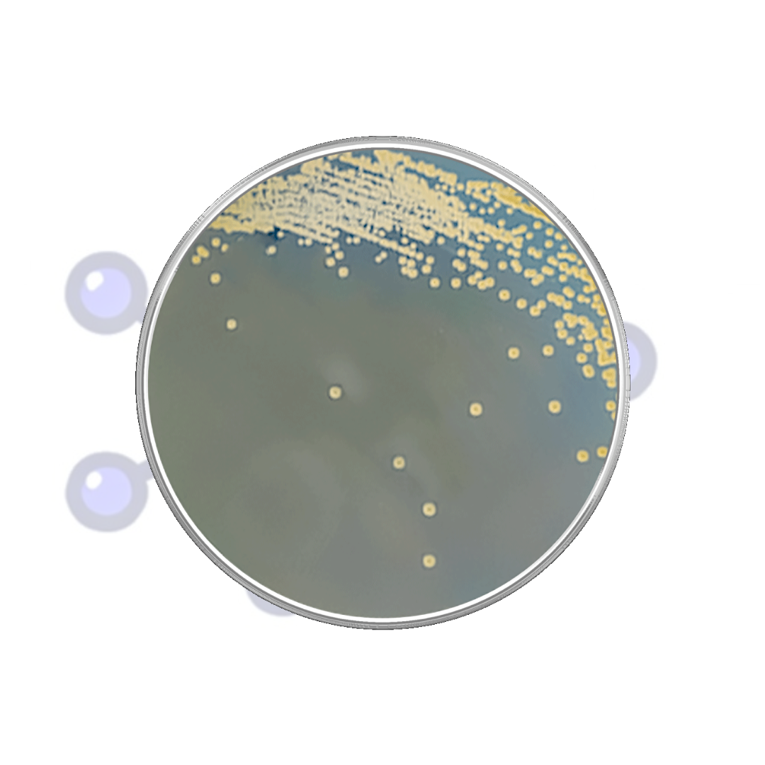 agar-mueller-hinton-oslabs