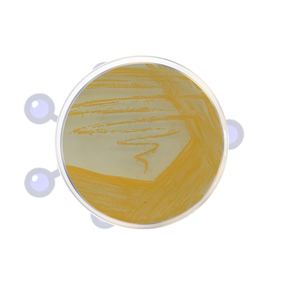 staphylococcus-110-medio