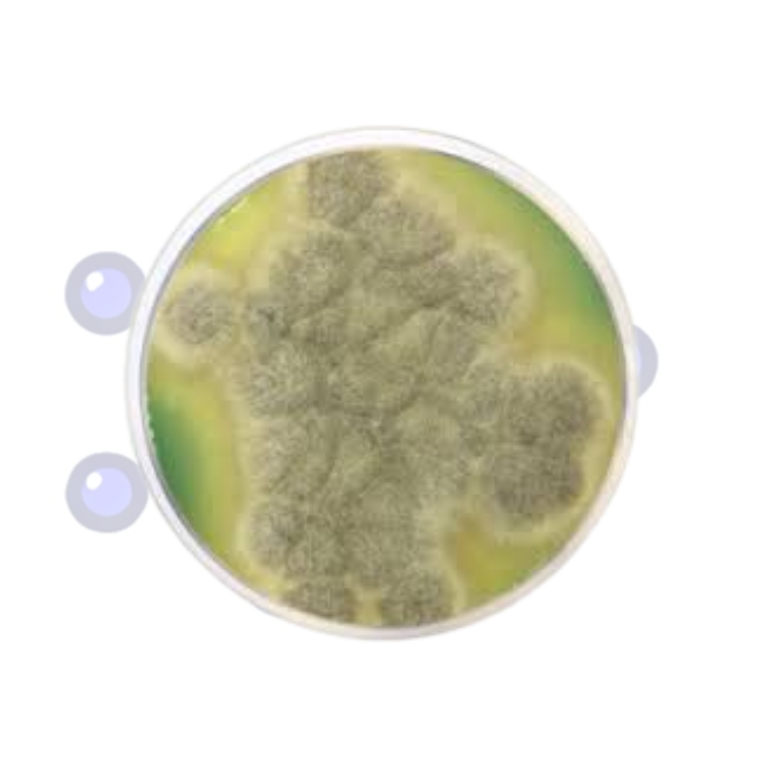 medio-m-green-hongos-levaduras