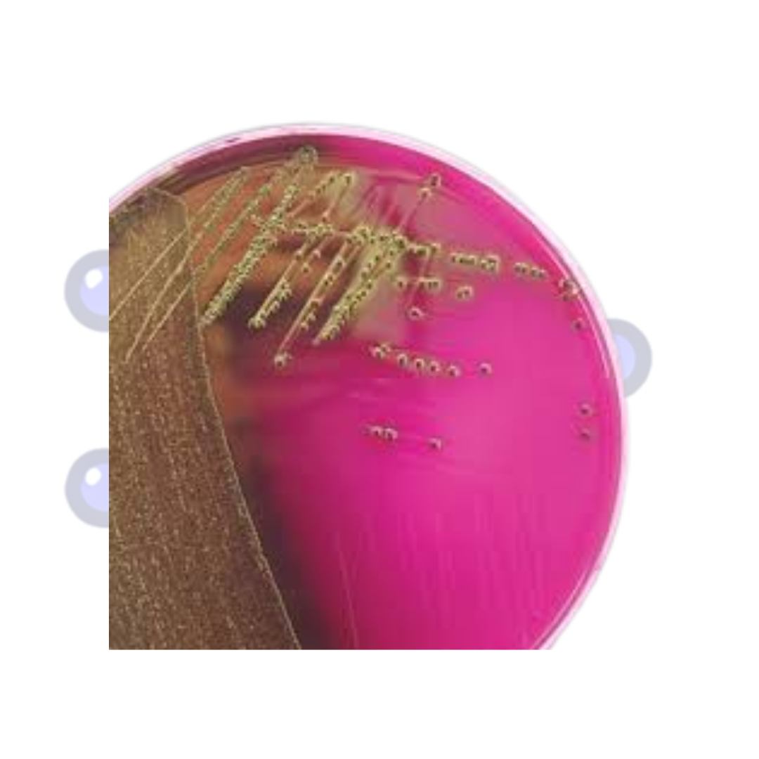 agar-m-endo-les-oslabs
