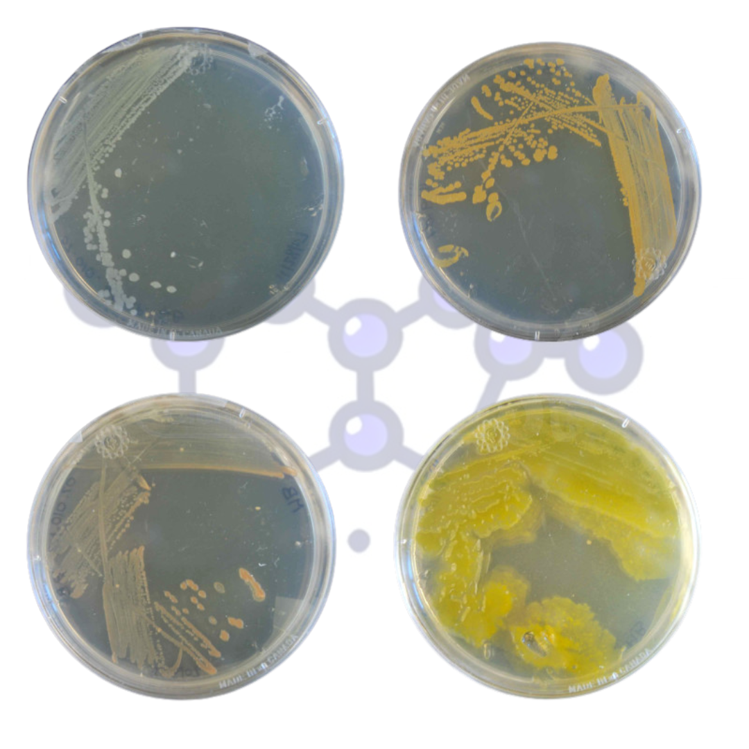 agar-nutritivo-oslabs