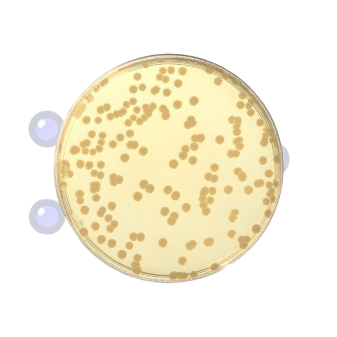 agar-soya-tripticaseina-oslabs