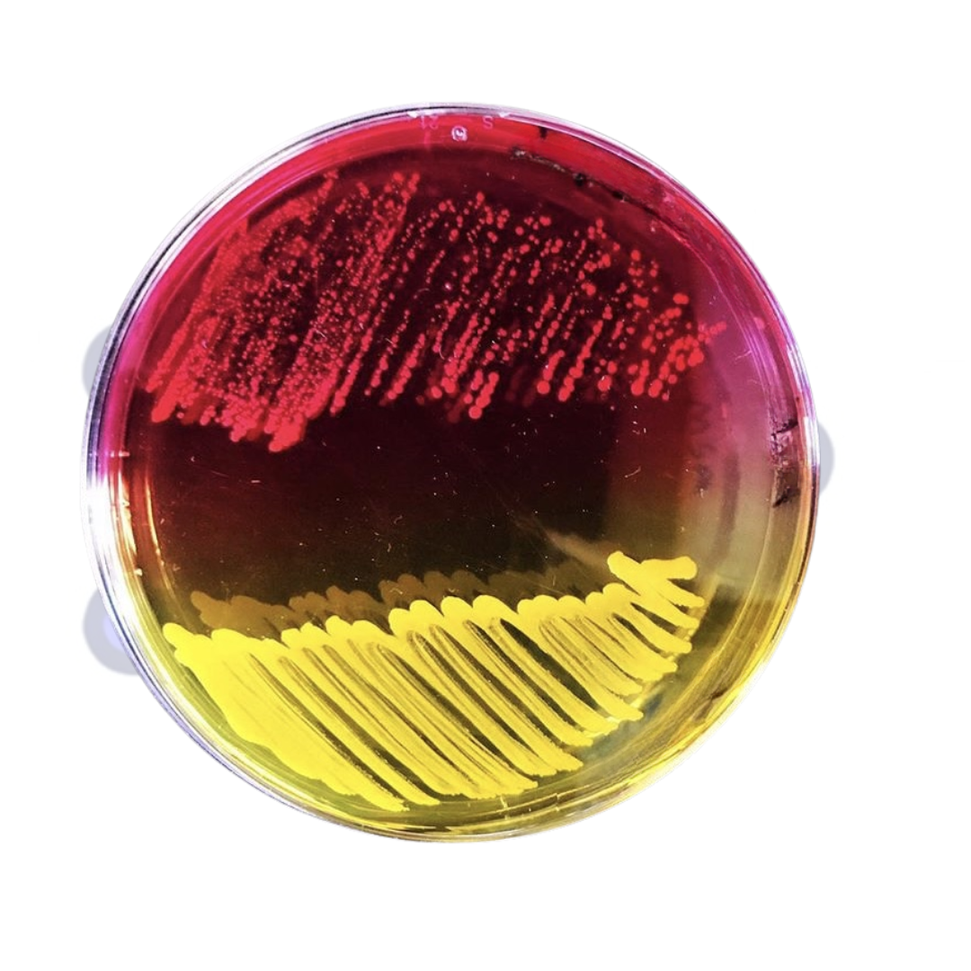agar-sal-manitol-oslabs