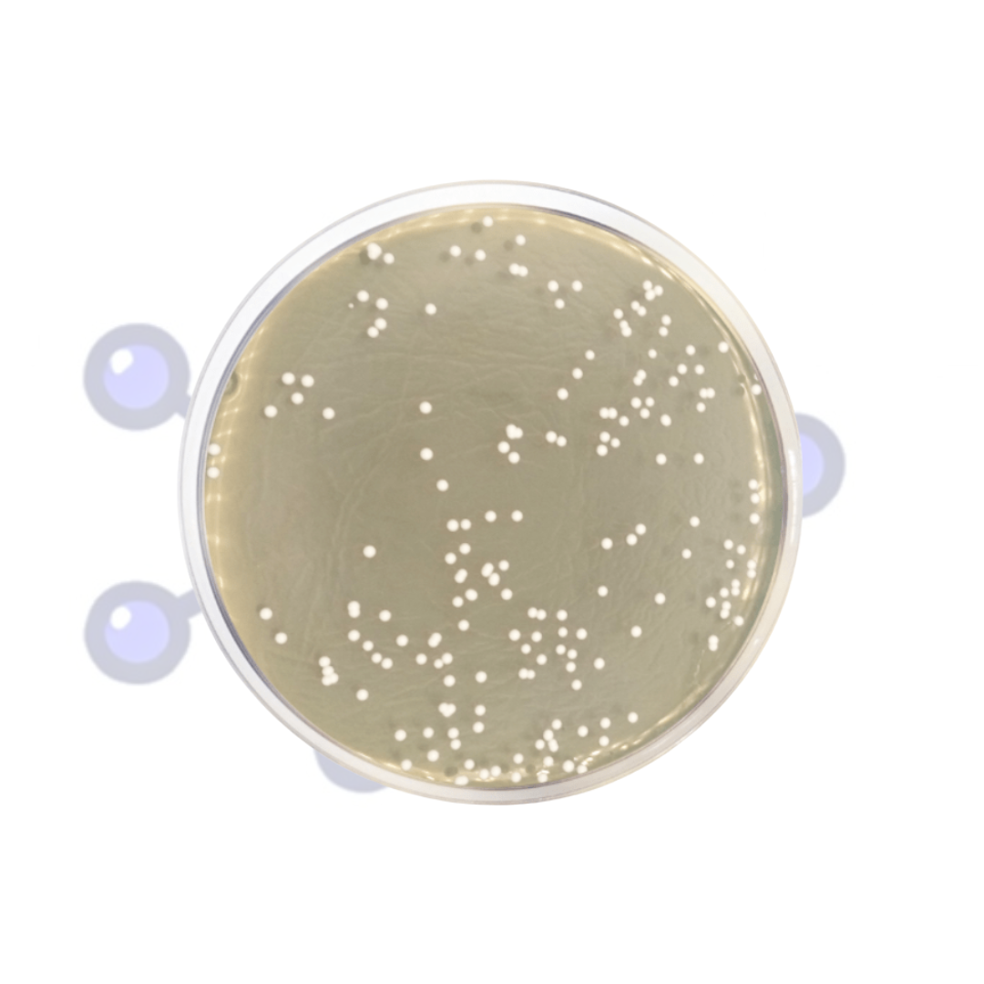 sabouraud-dextrosa-medio-hongos