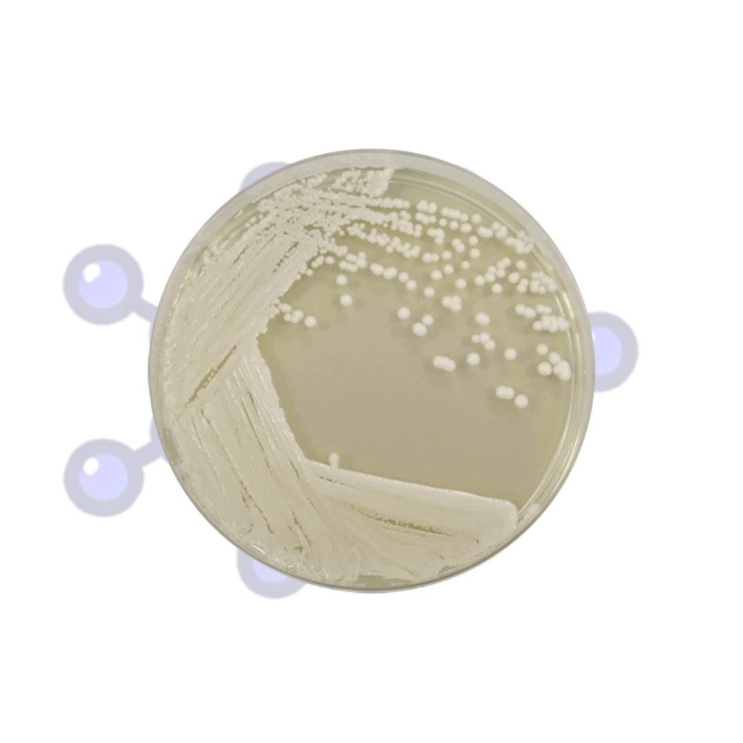 agar-dextrosa-sabouraud-oslabs