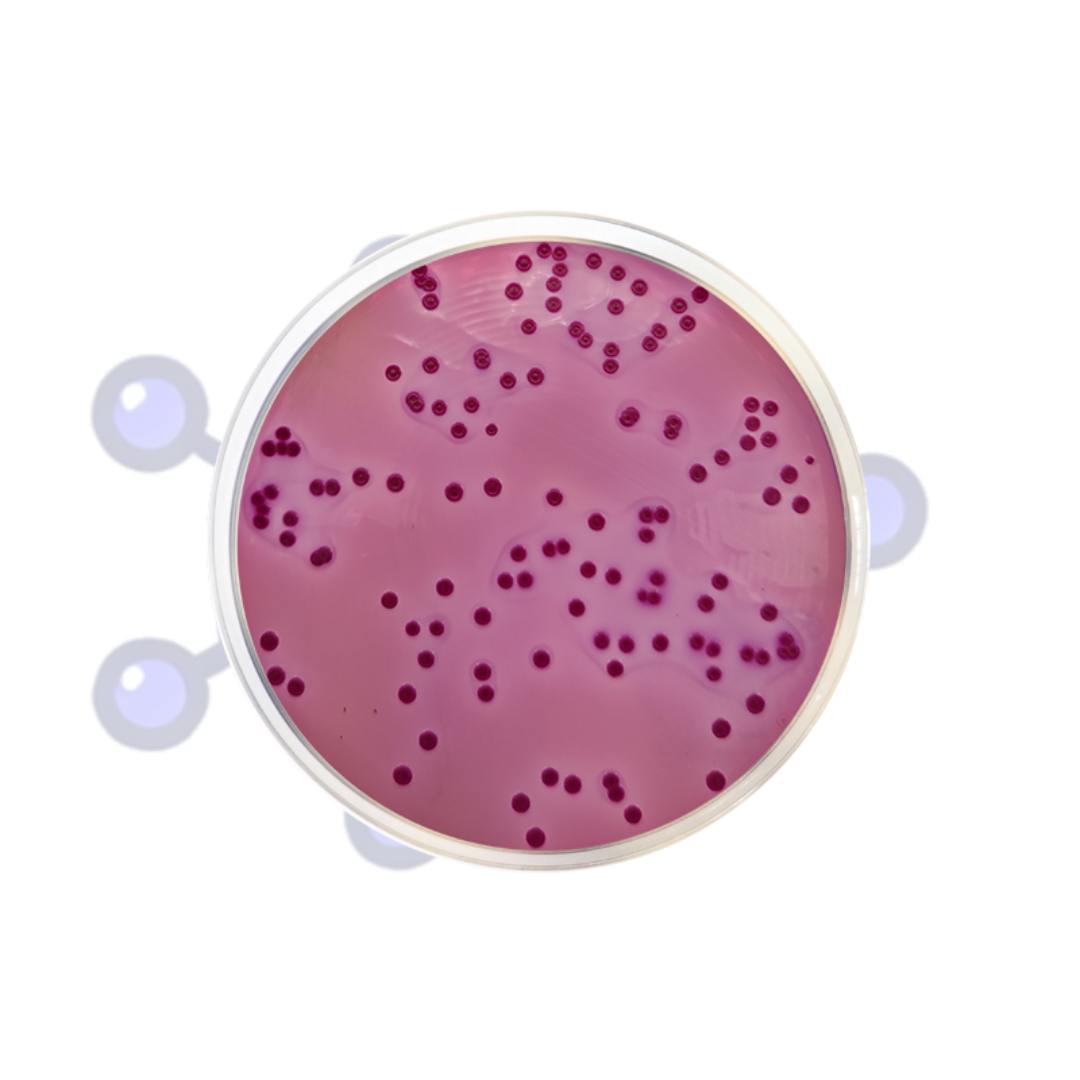 agar-bilis-rojo-violeta-oslabs