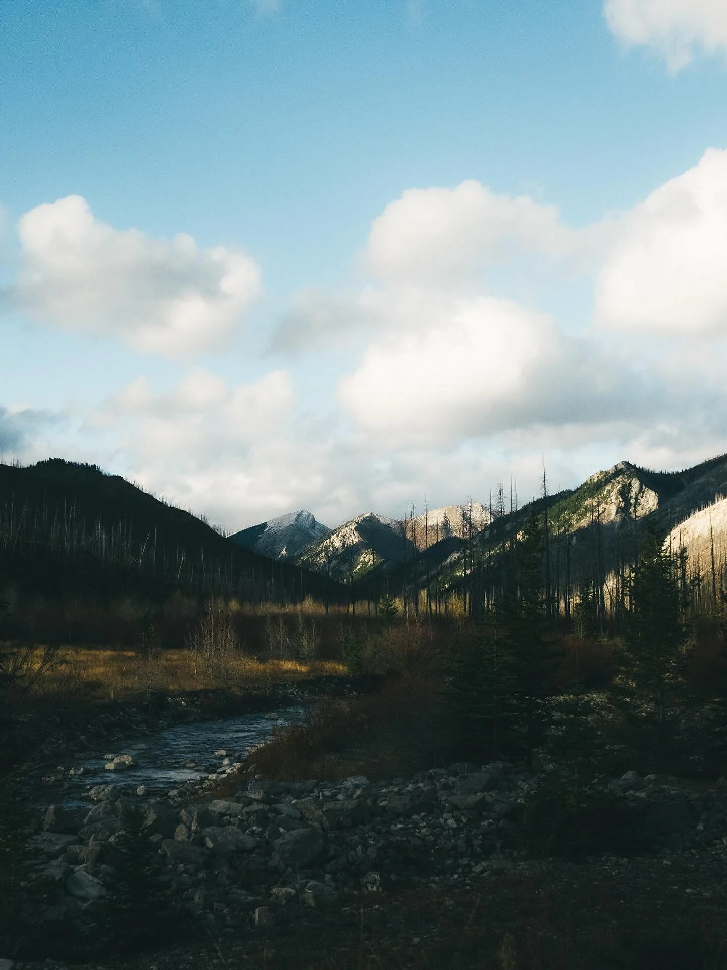 A bit of the Bob on the brain.